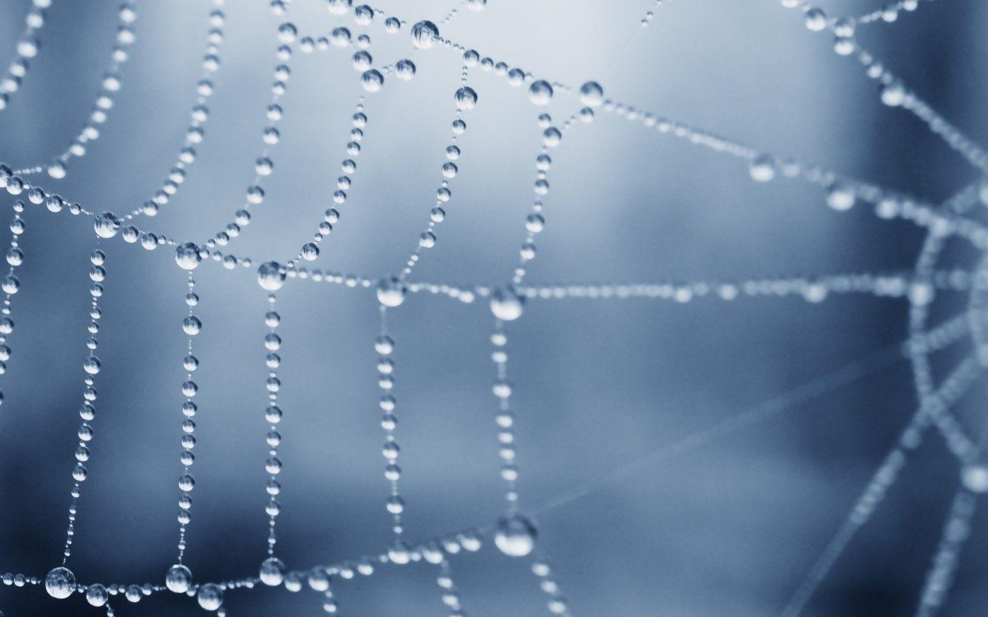 1440x900 Wet Spider Web widescreen wallpaper. Wide, Desktop