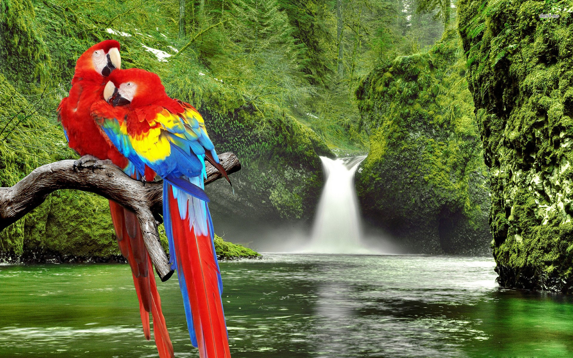 1920x1200 Best HD Macaw Wallpaper, Desktop