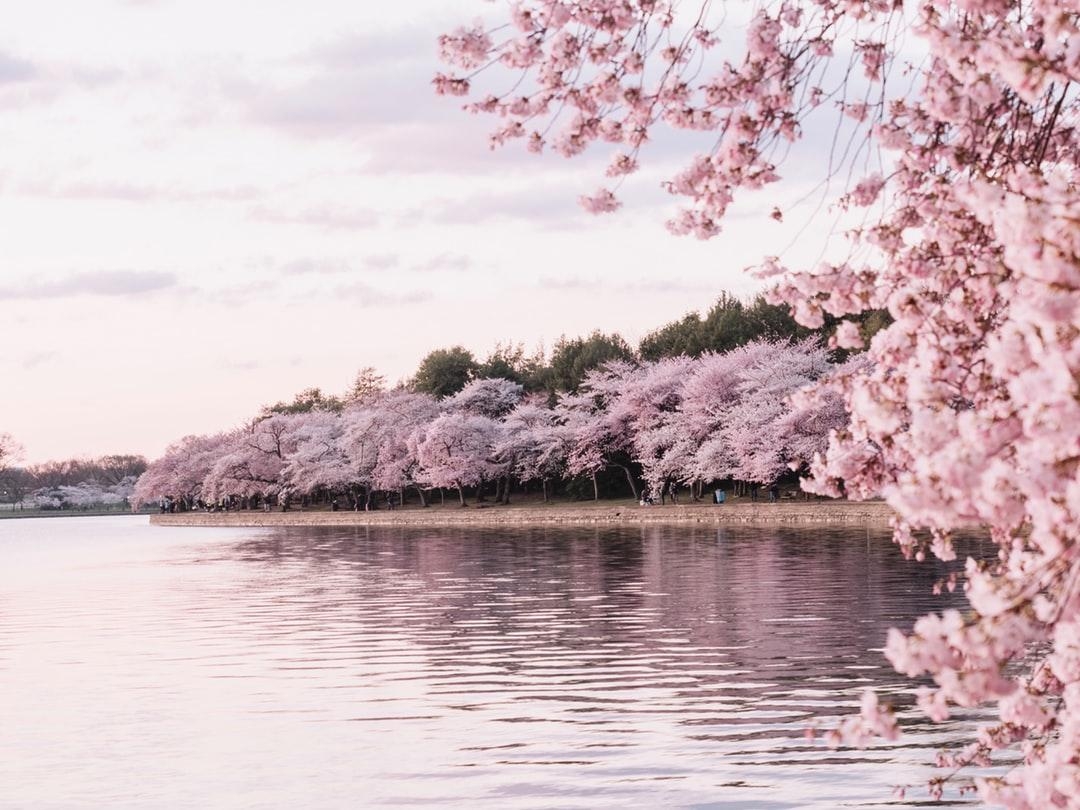 1080x810 Cherry Blossom Wallpaper: Free HD Download [HQ], Desktop