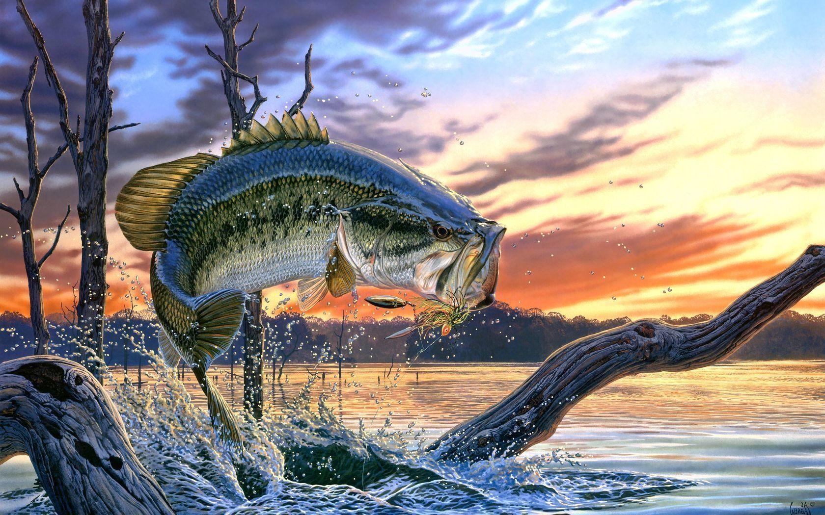 1680x1050 Bass Fishing Wallpaper. Fish wallpaper, Fishing picture, Largemouth bass fishing, Desktop