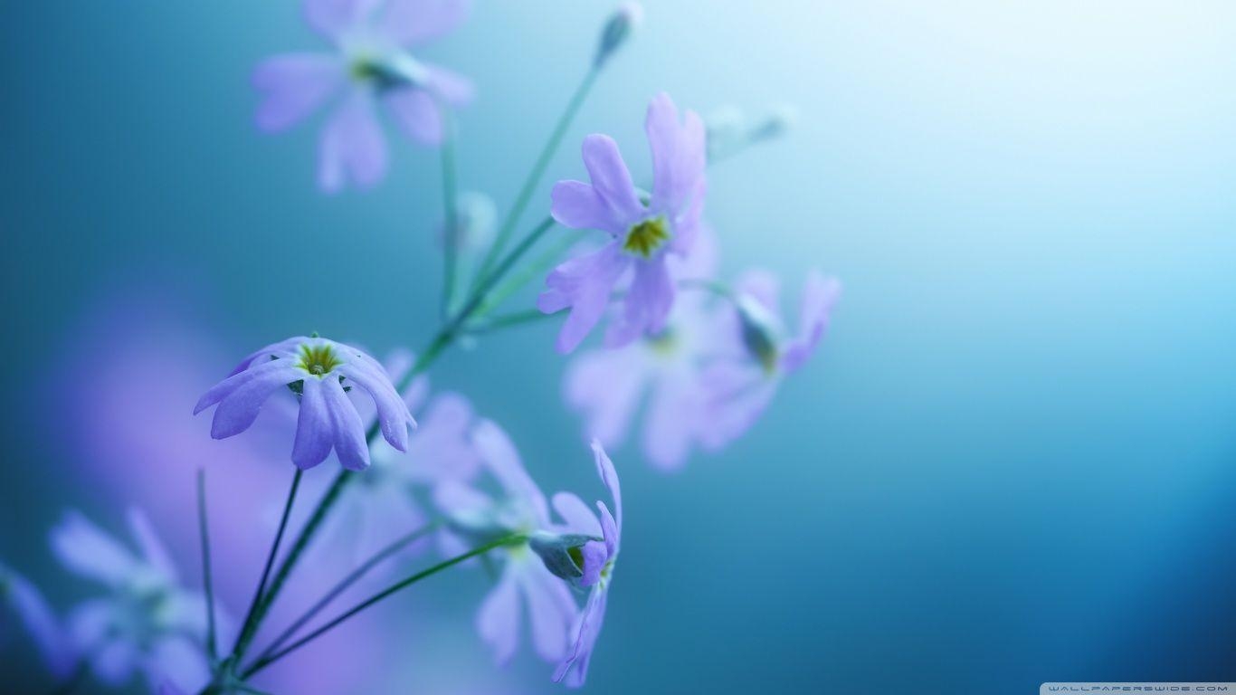 1370x770 violet background wallpaper Archives, Desktop