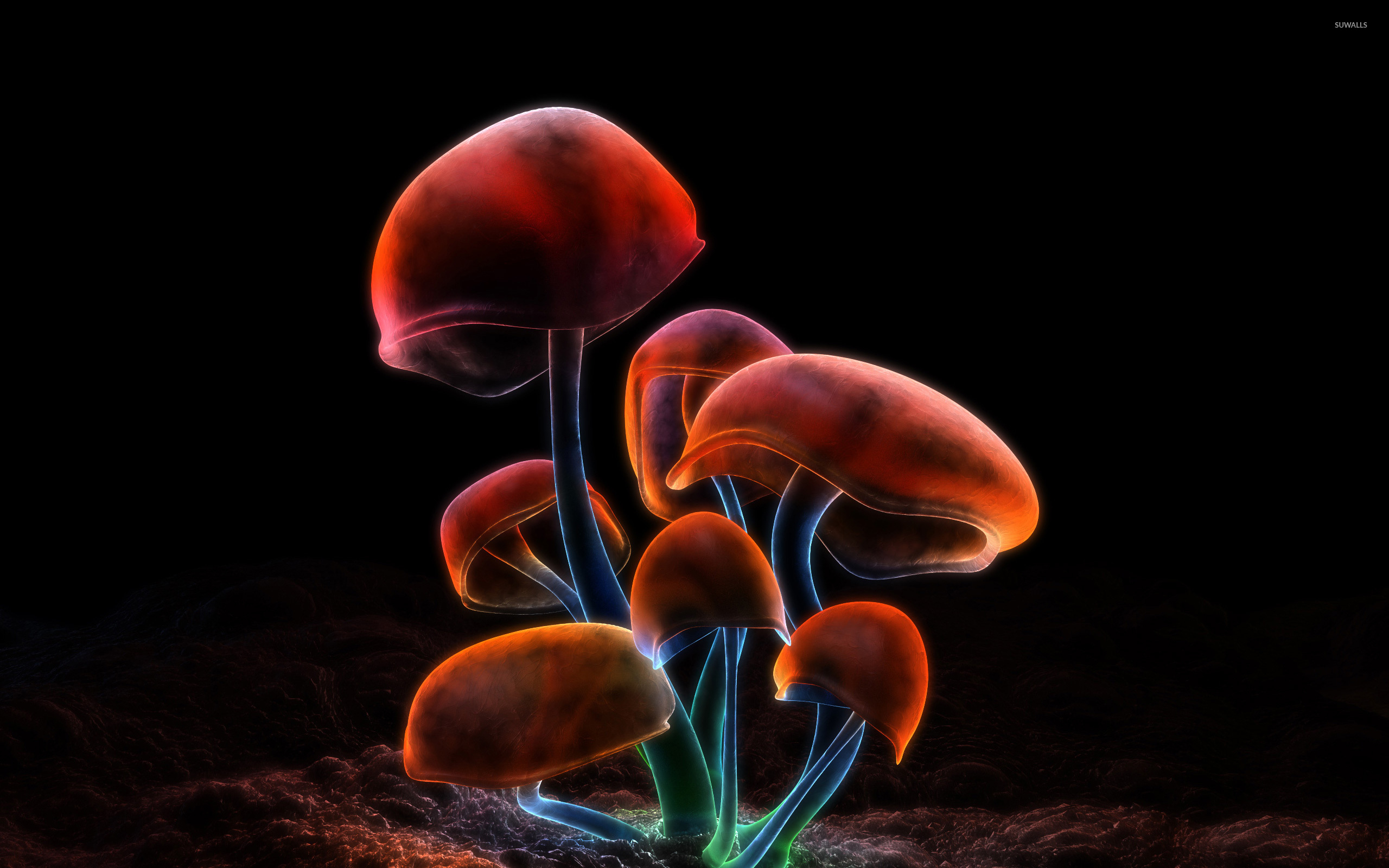 2560x1600 Mushrooms wallpaper Art wallpaper, Desktop