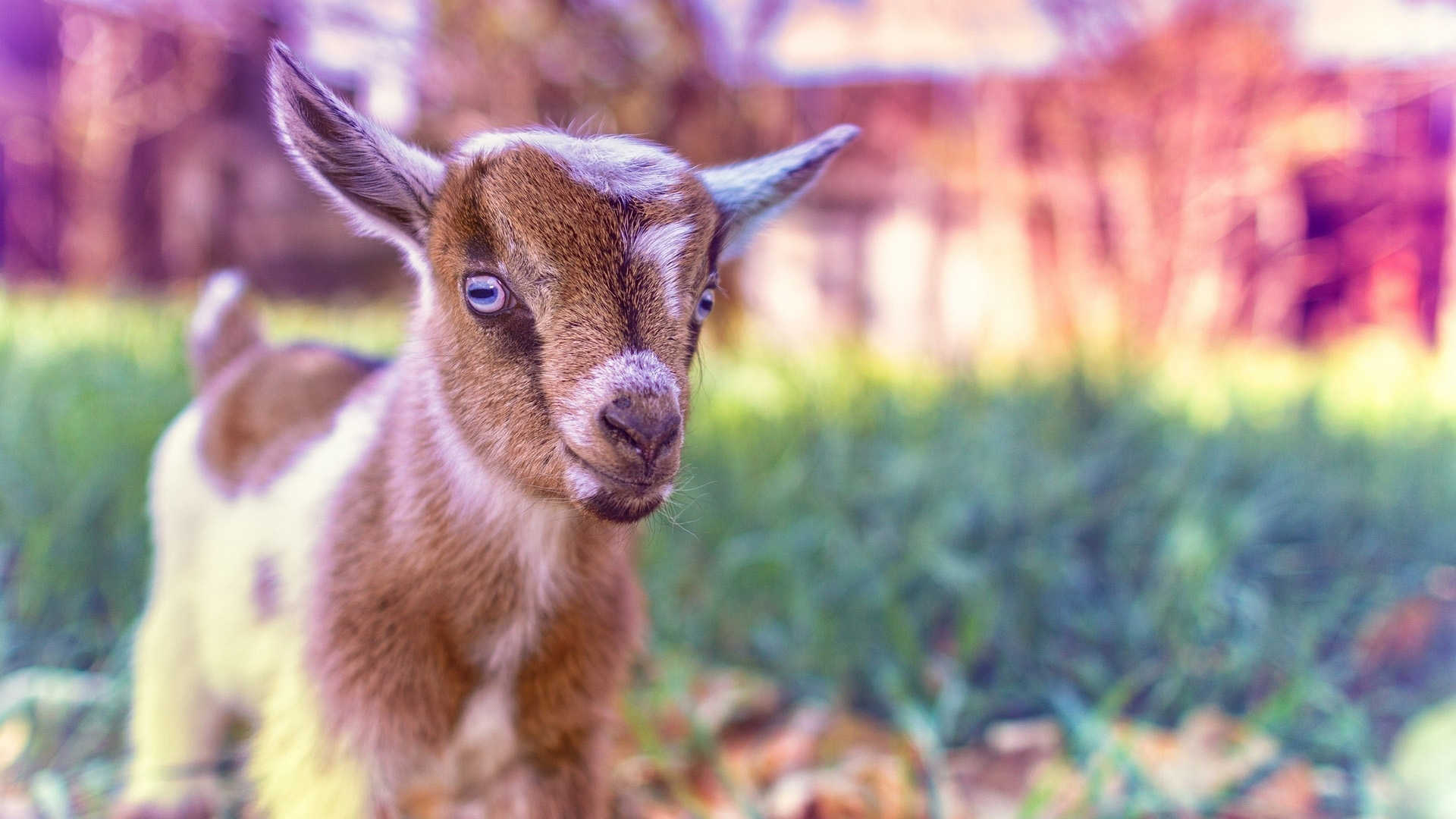 1920x1080 Goat Wallpaper Background, Animals Wallpaper, Desktop