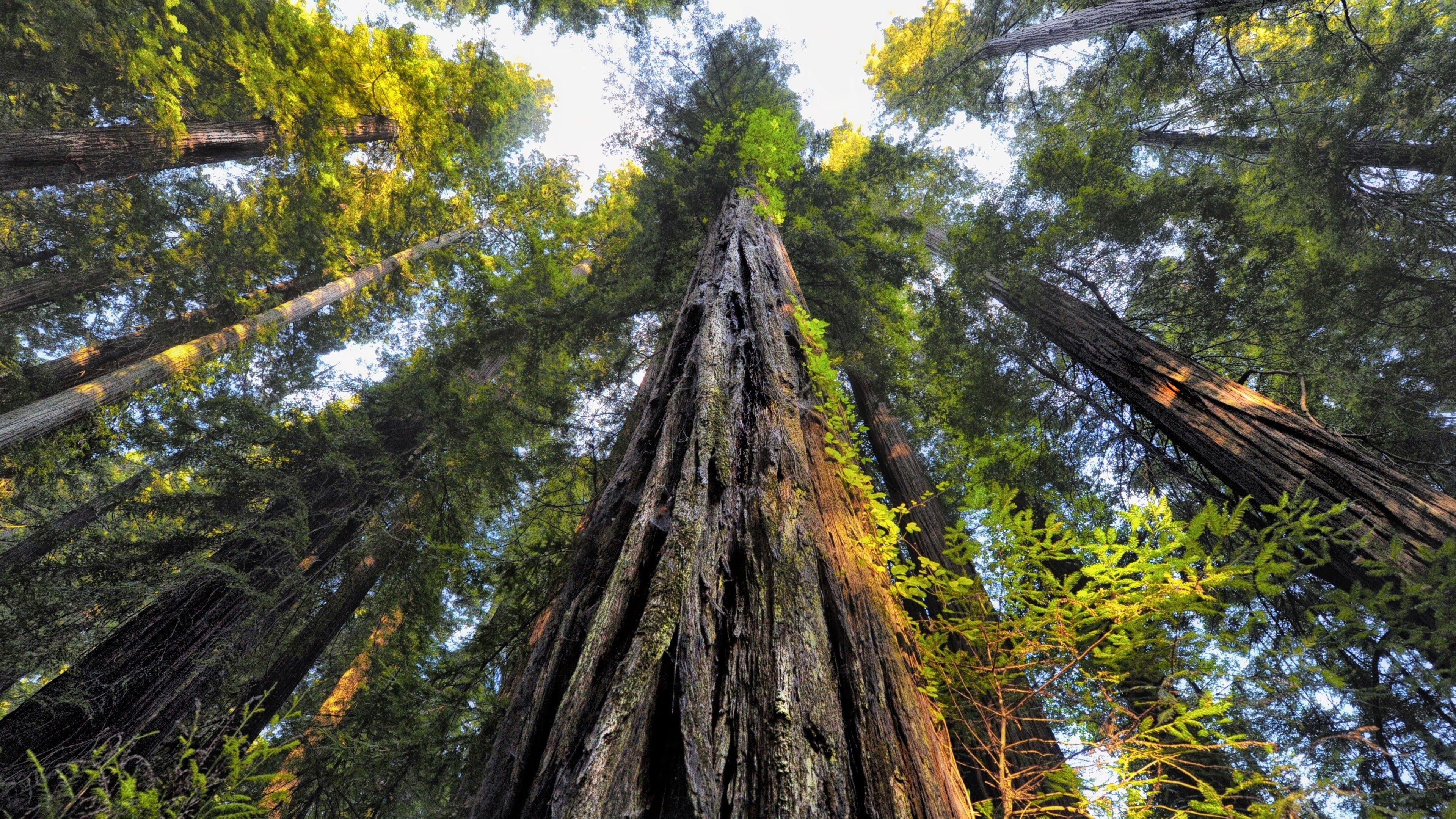 3840x2160 Download  Forest, Old Trees, Worm View, Sequoia National, Desktop