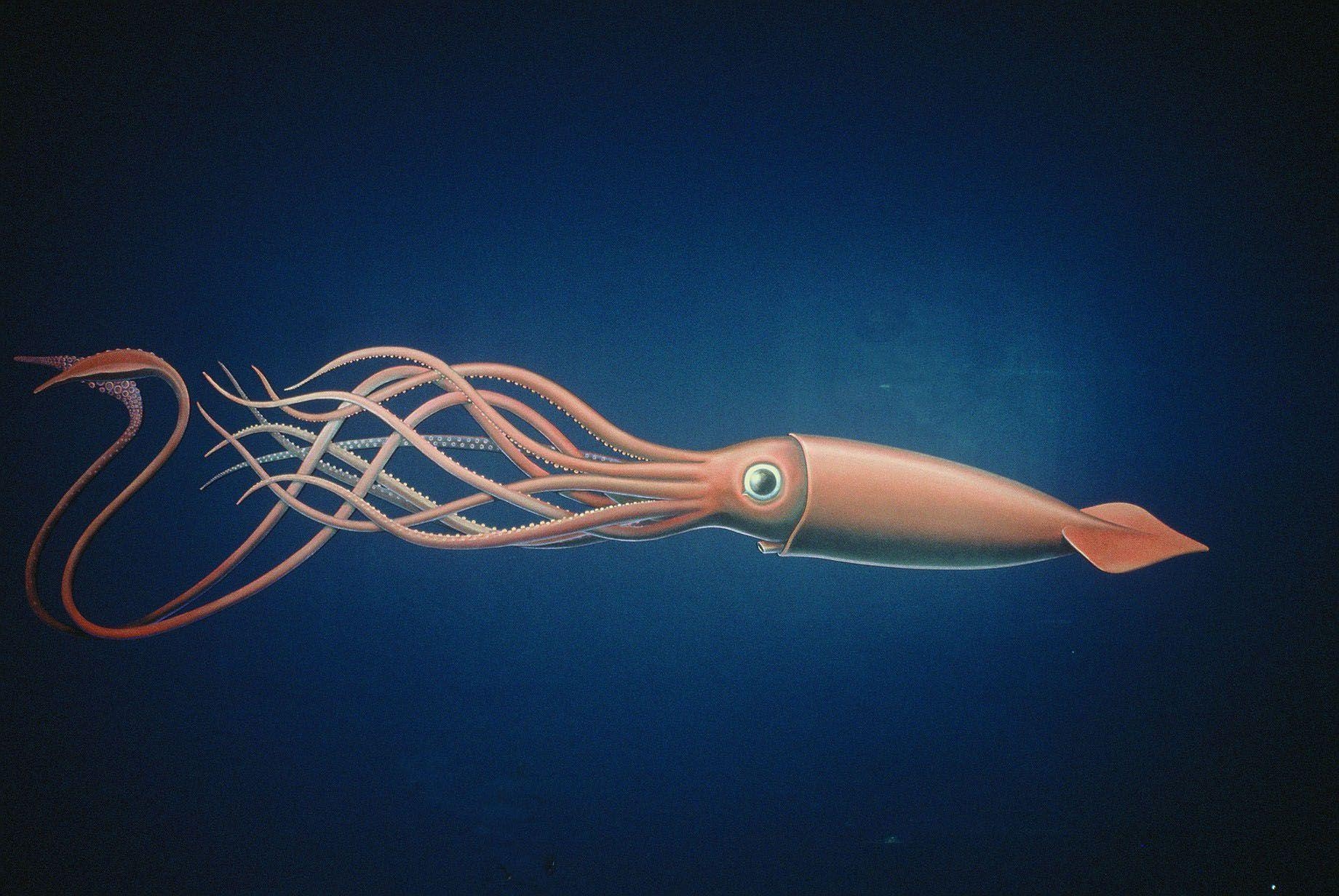 1840x1240 Giant Squid Wallpaper. Harida, Best HD Wallpaper, Desktop