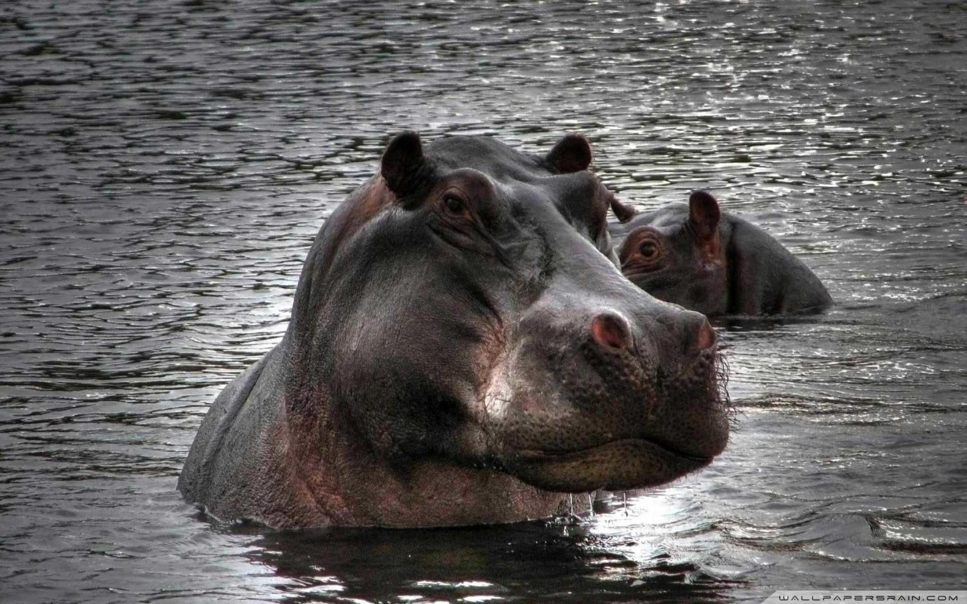 1920x1200 Hippopotamus Wallpaper, Desktop