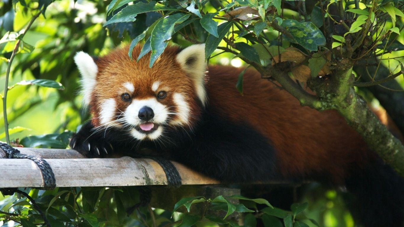 1370x770 Lapx768 Red panda Wallpaper HD, Desktop Background, Desktop