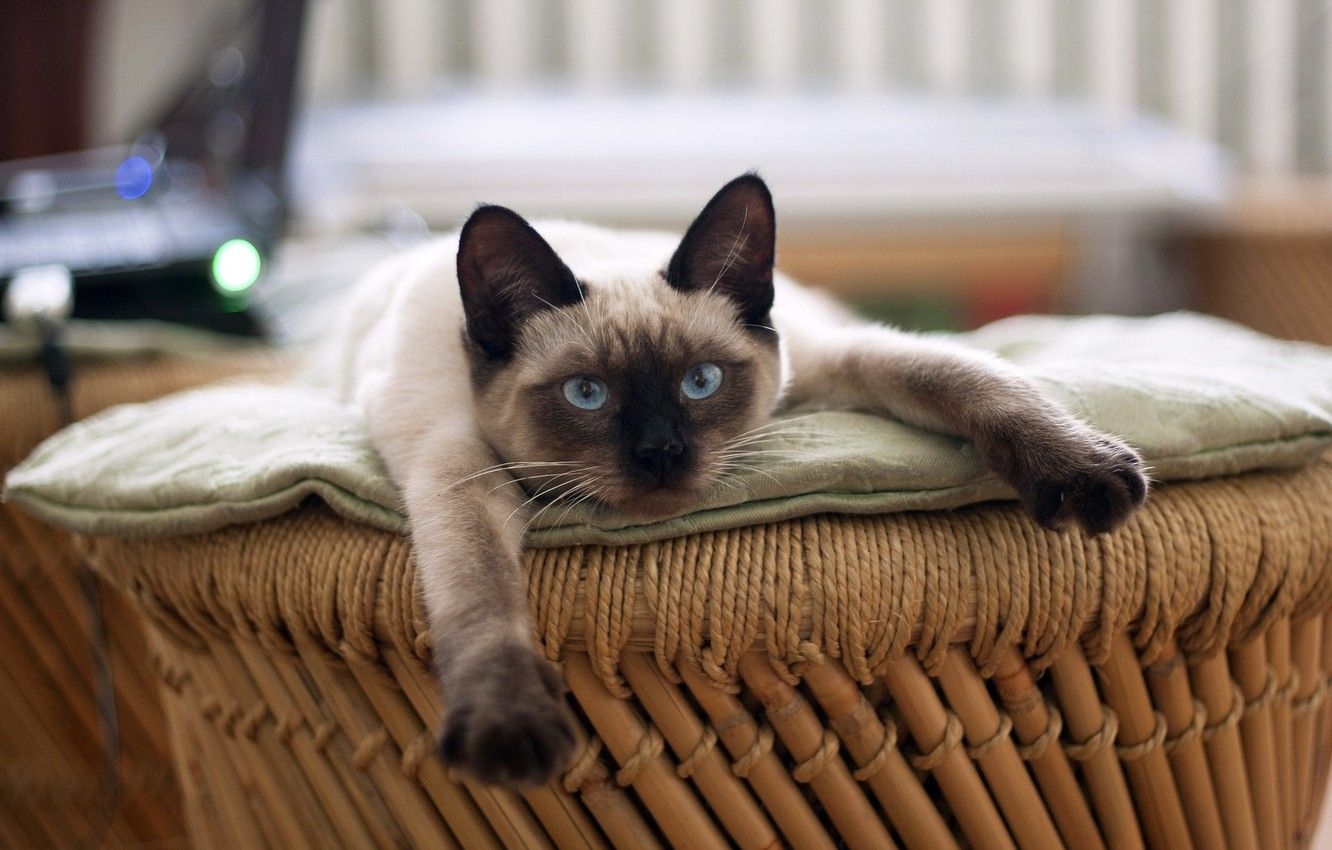 1340x850 Wallpaper resting, looking at the camera, Siamese cat image for desktop, section кошки, Desktop