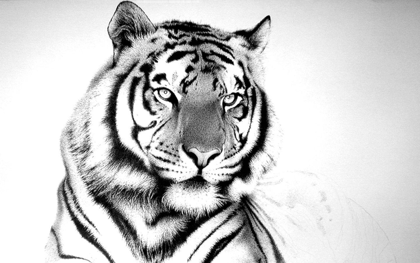 1440x900 White Tiger HD Wallpaper, Desktop