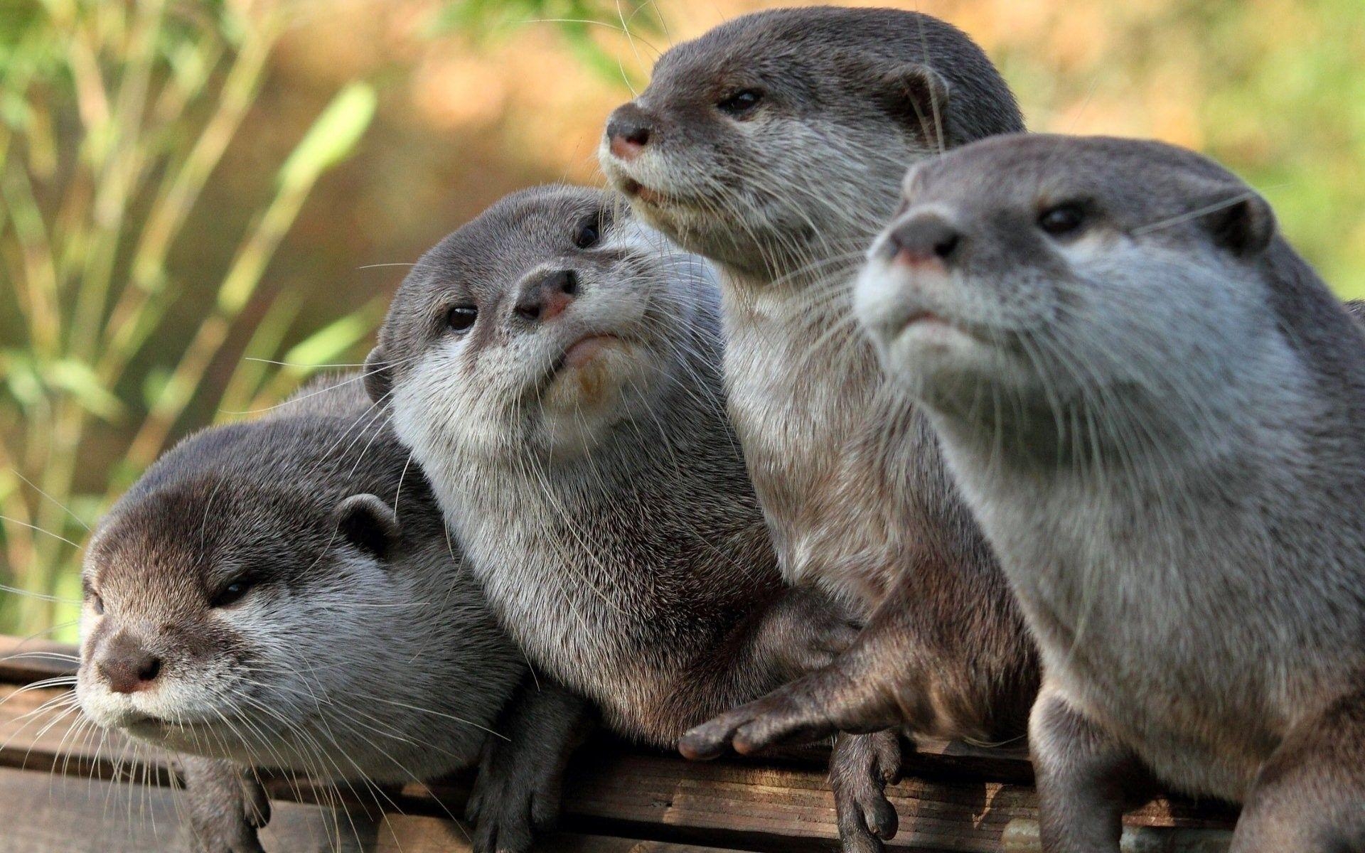 1920x1200 Otter Wallpaper, Desktop