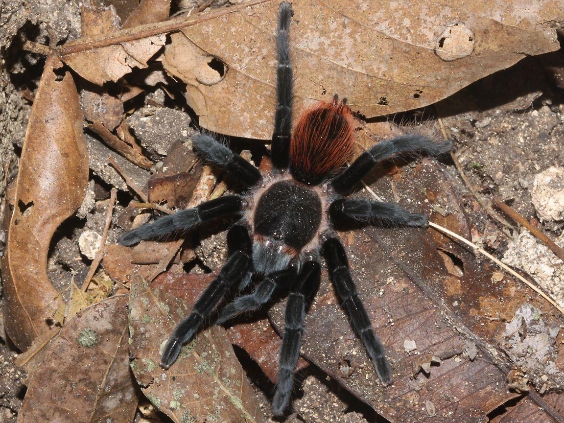 1160x870 best Tarantulas image, Desktop