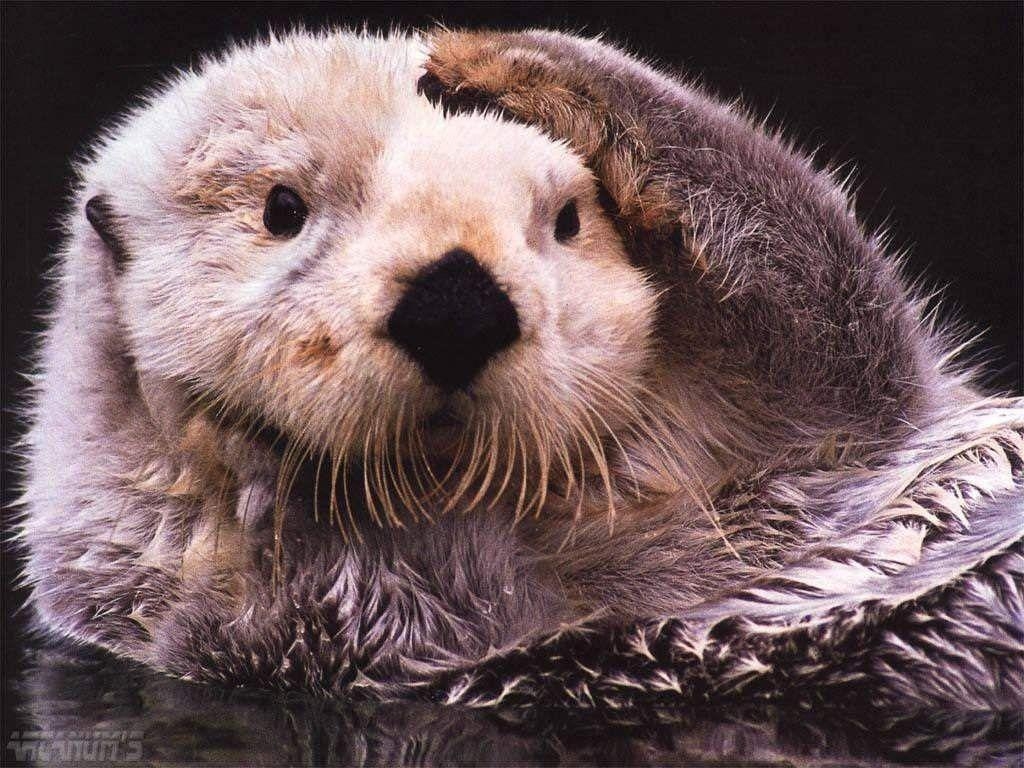 1030x770 Sea Otter Wallpaper 2 Planent, Desktop