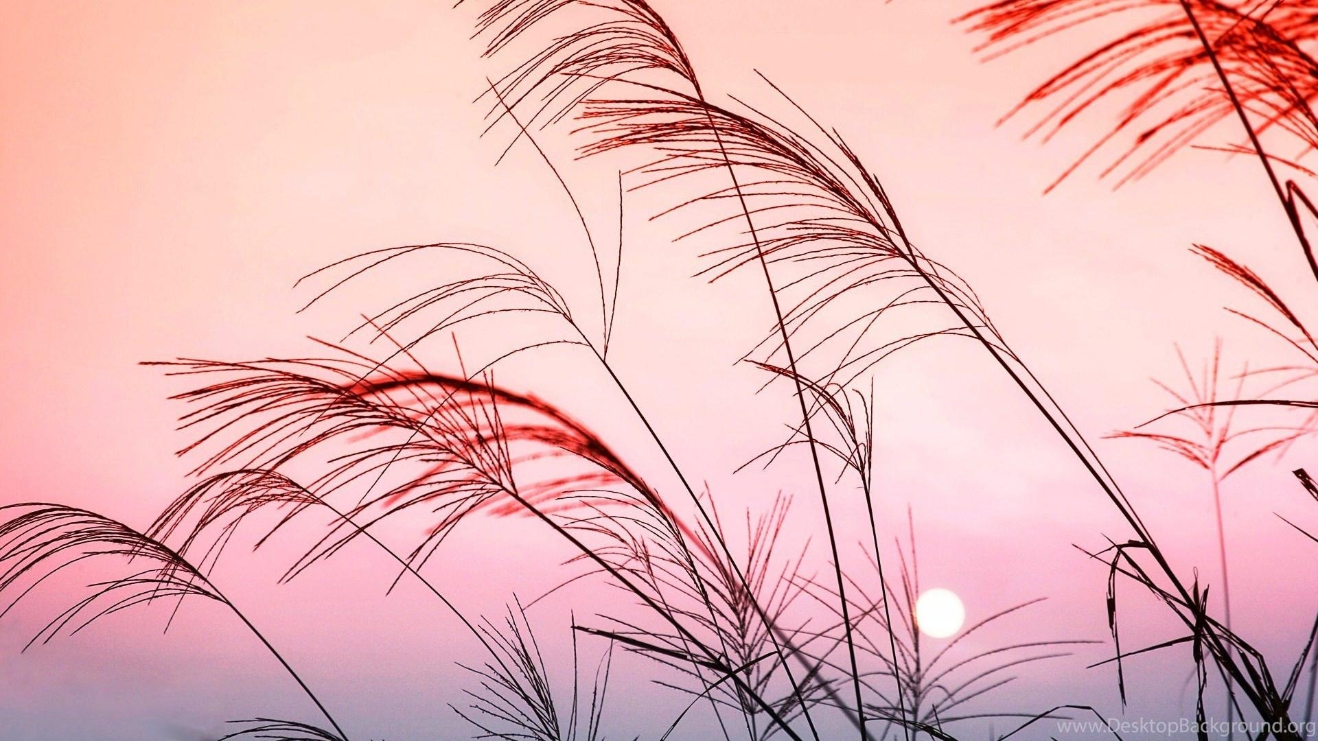 1920x1080 Pastel Red Background, Desktop