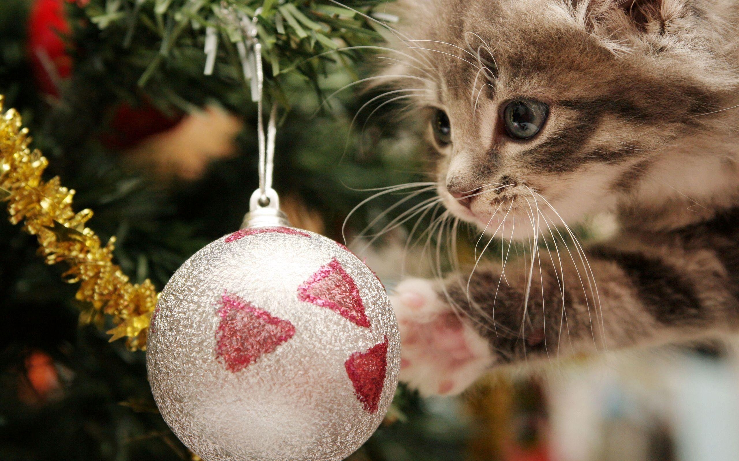 2560x1600 Christmas Kittens Wallpaper, Desktop