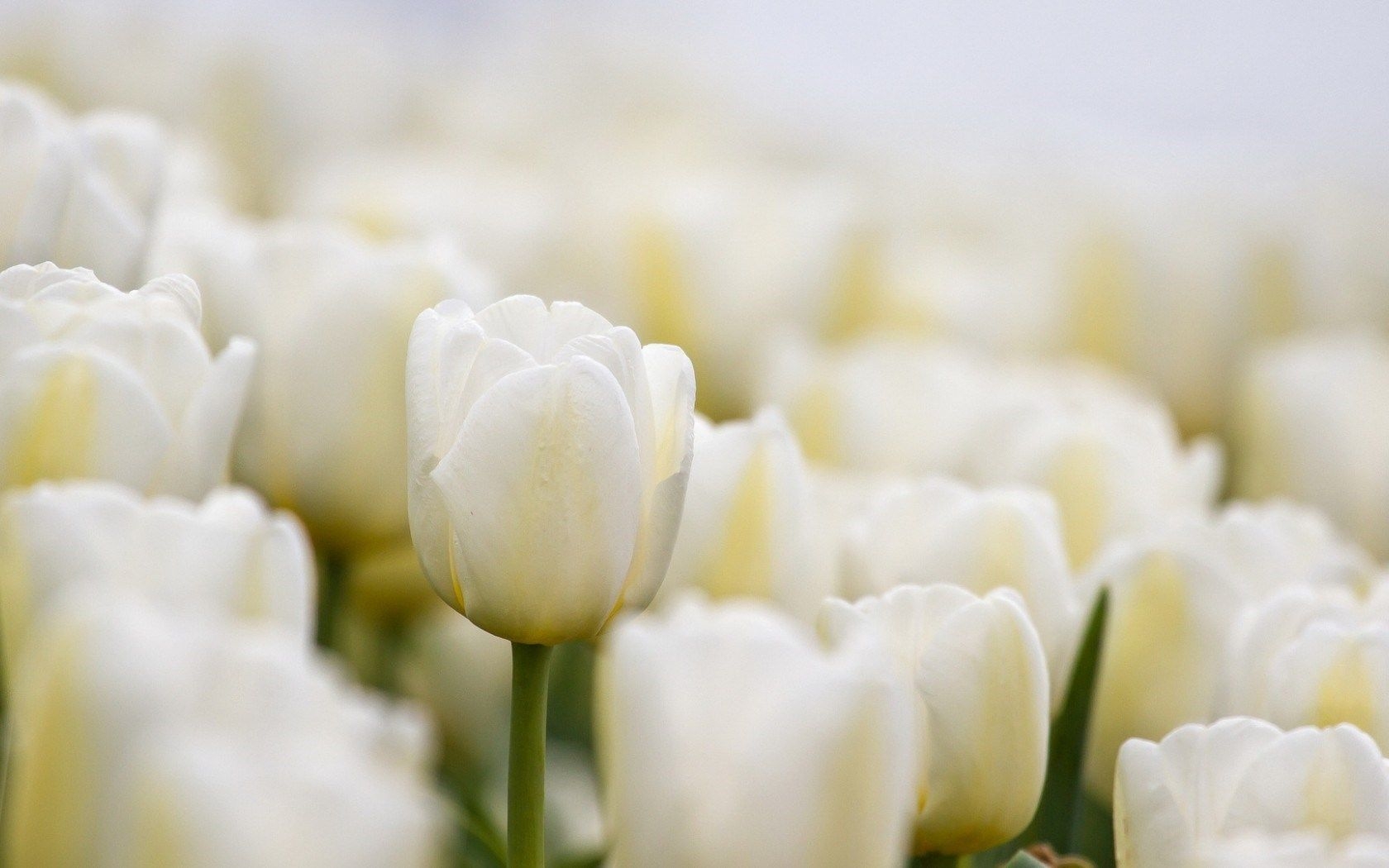 1680x1050 White Tulips Wallpaper Free White Tulips Background, Desktop