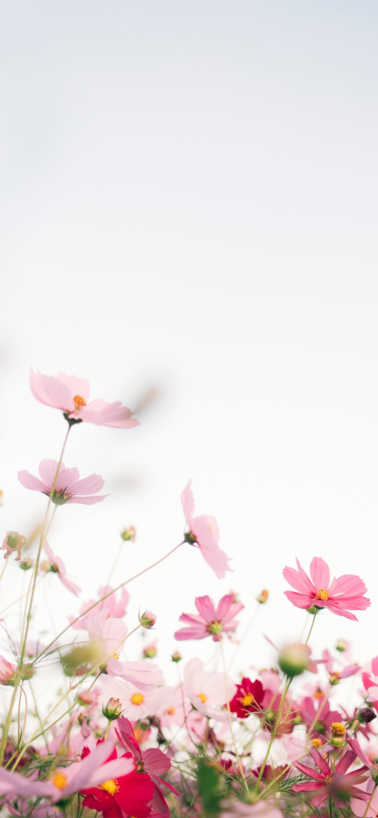 1290x2780 Best Spring iPhone HD Wallpaper, Phone