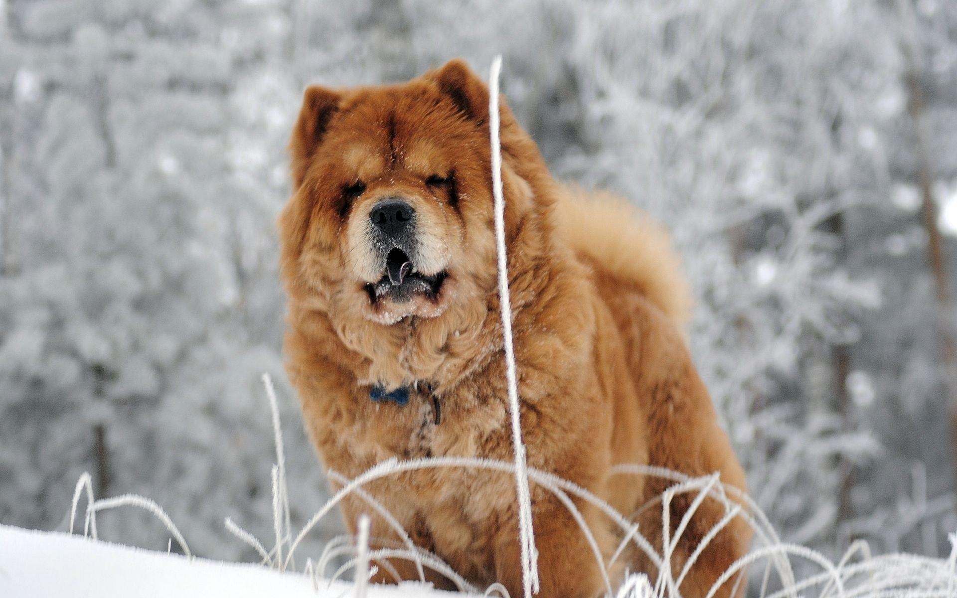 1920x1200 Chow Chow HD Wallpaper, Desktop