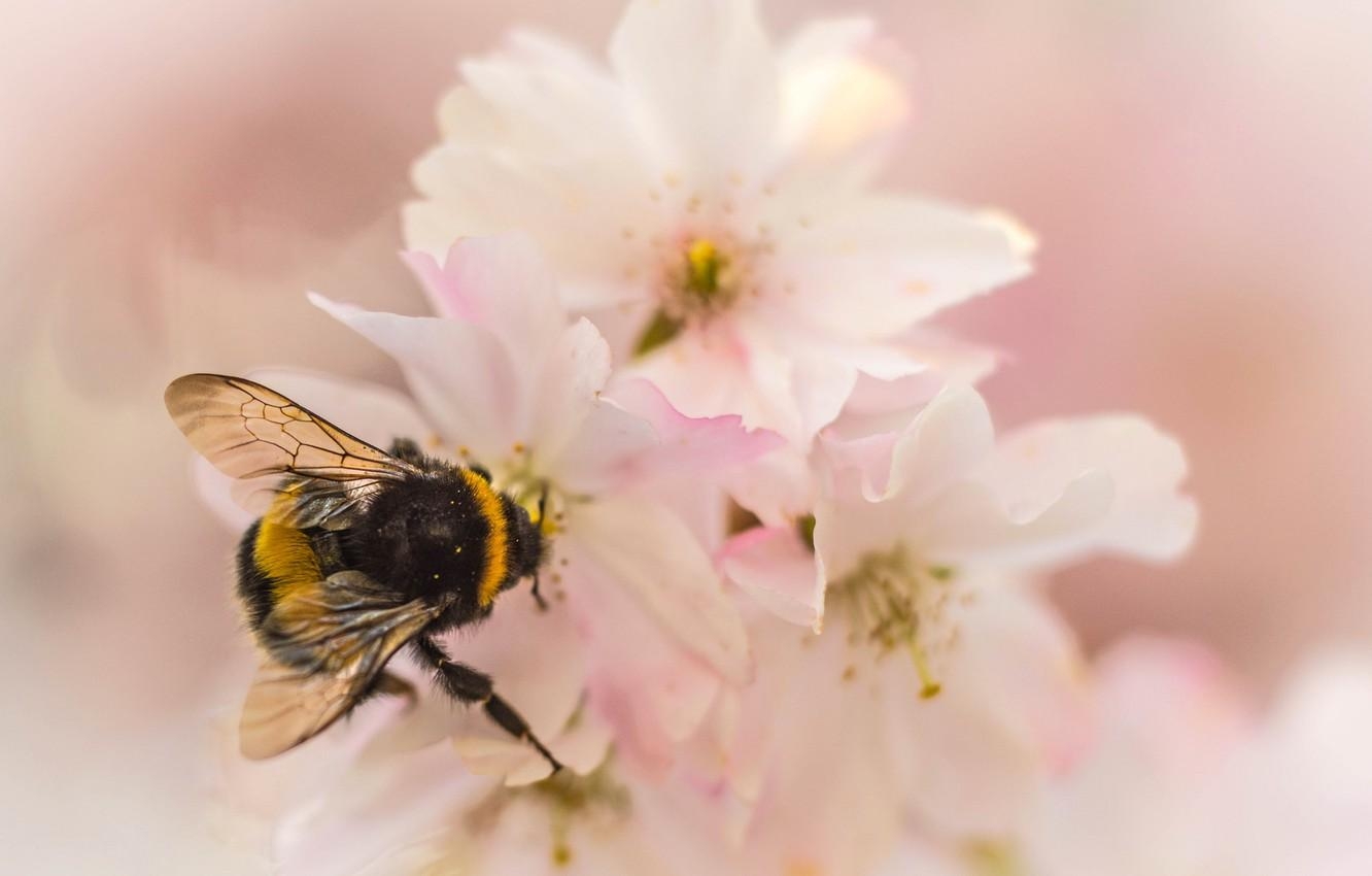 1340x850 Wallpaper flower, nature, petals, garden, insect, bumblebee, Desktop