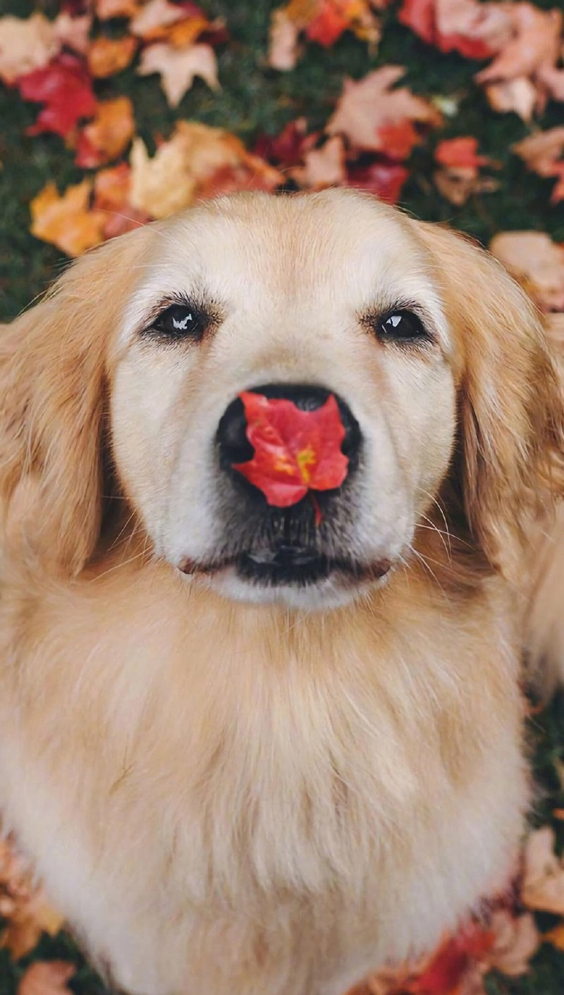 800x1420 Cute Dog Phone Wallpaper. Fall dog photo, Fall dog picture, Cute fluffy dogs, Phone