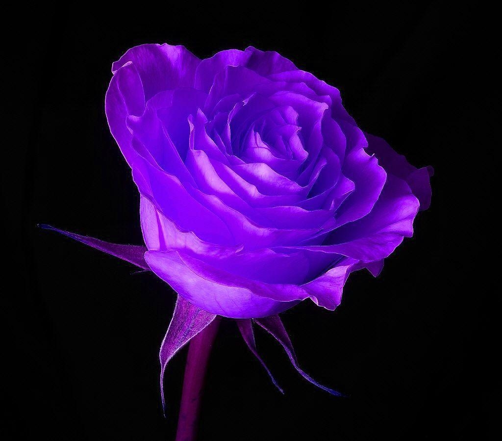 1030x900 wallpaper purple rose, Desktop