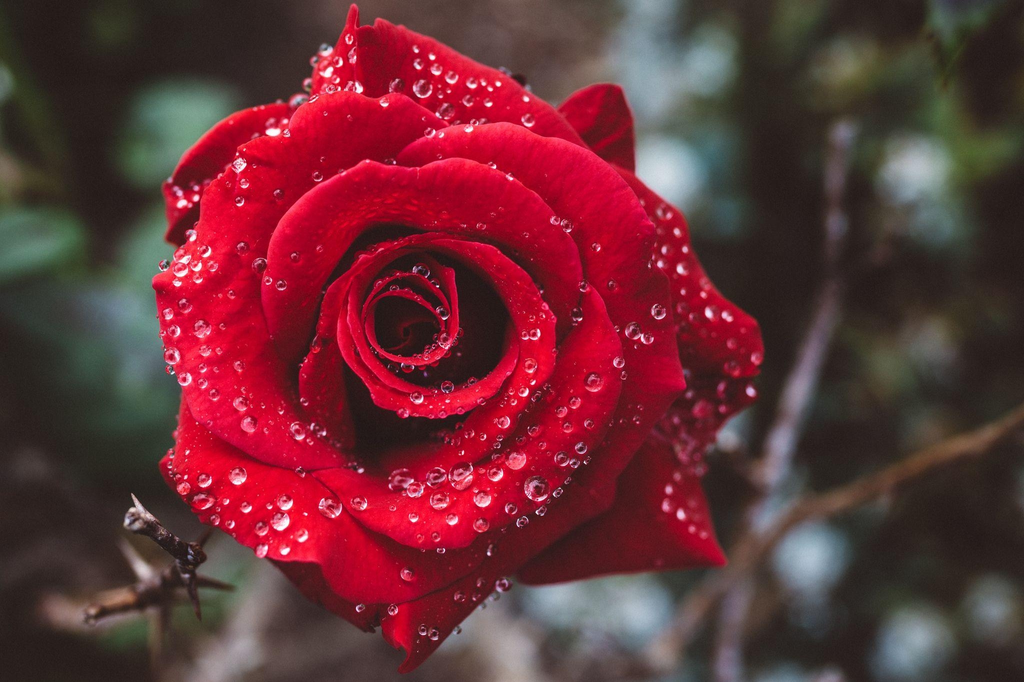 2050x1370 Good Morning Rose HD Wallpaper, Desktop