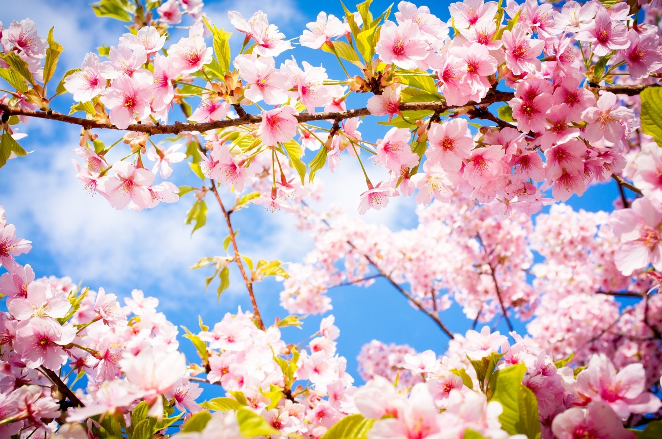 2560x1700 Download  Cherry Blossom, Sakura, Tree, Branches, Spring Wallpaper for Chromebook Pixel, Desktop