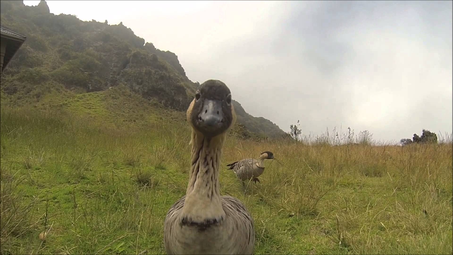 1920x1080 Nene Goose in Haleakala National Park Nene Geese on Maui, Hawaii, Desktop