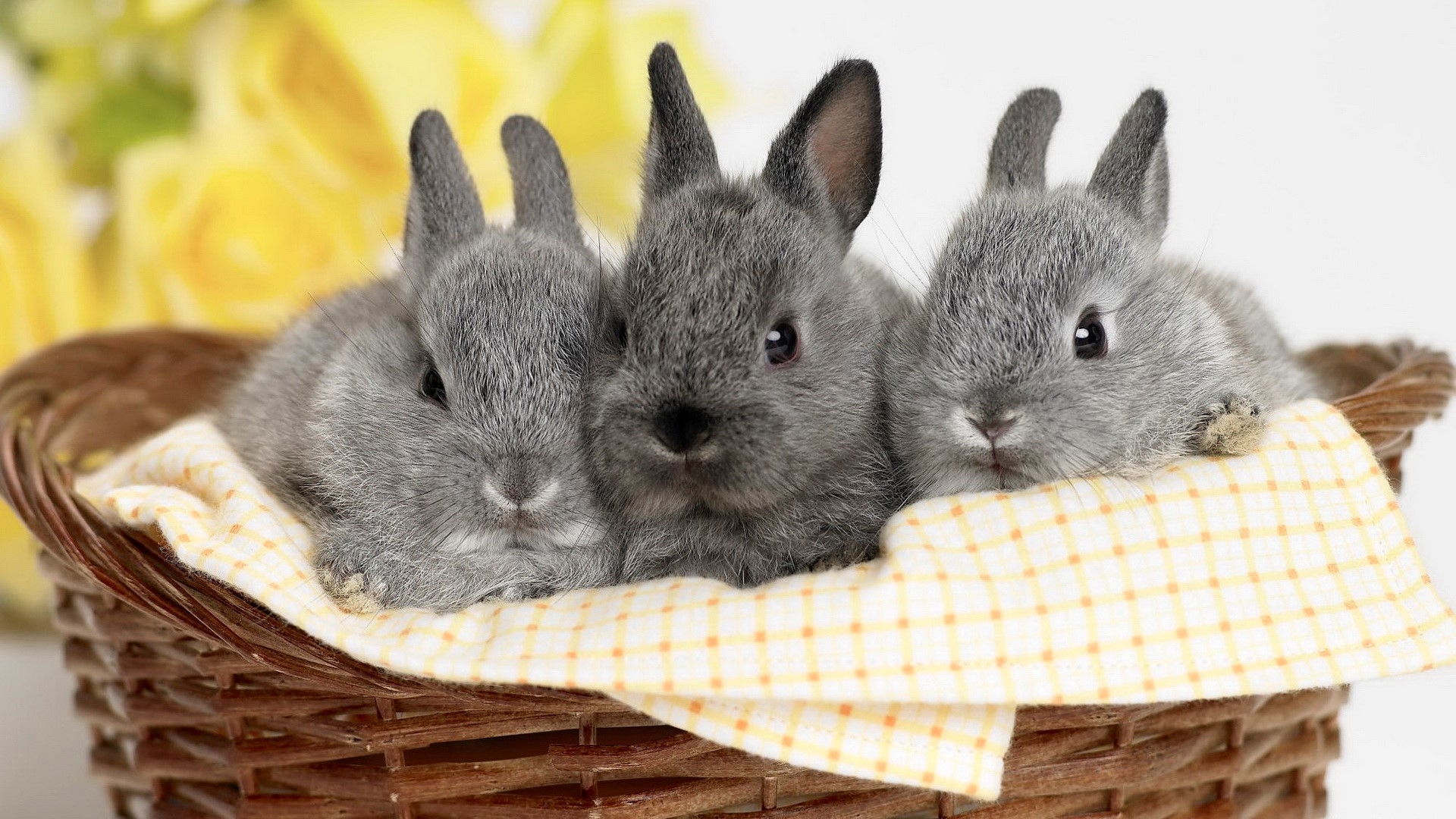 1920x1080 Gray Beautiful Hd Free Wallappers Rabbits, Desktop