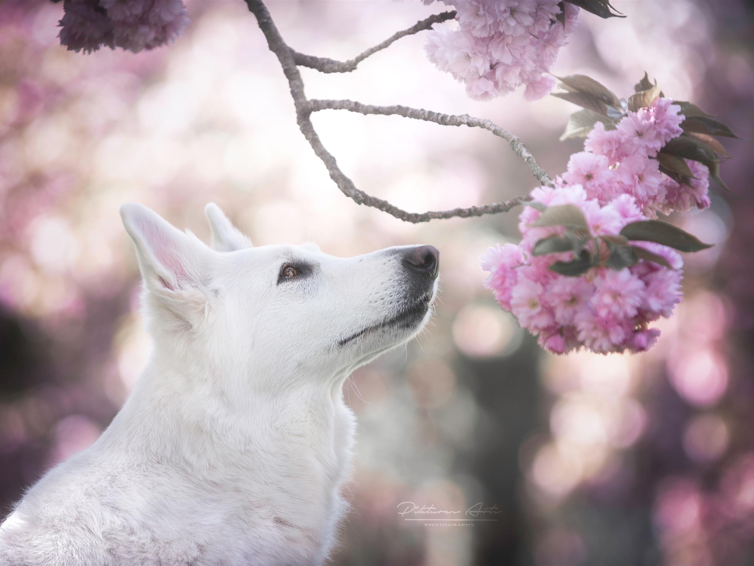 2560x1920 Wallpaper White dog, head, pink sakura bloom 5120x2880 UHD 5K, Desktop