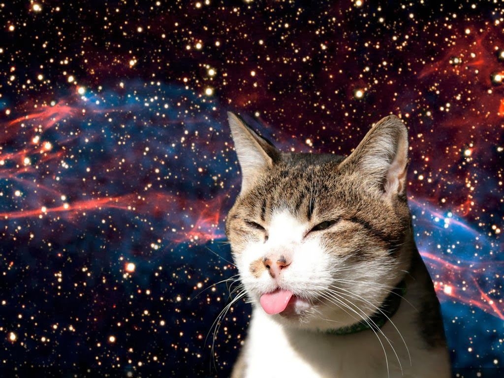 1030x770 image of cats in space, Desktop