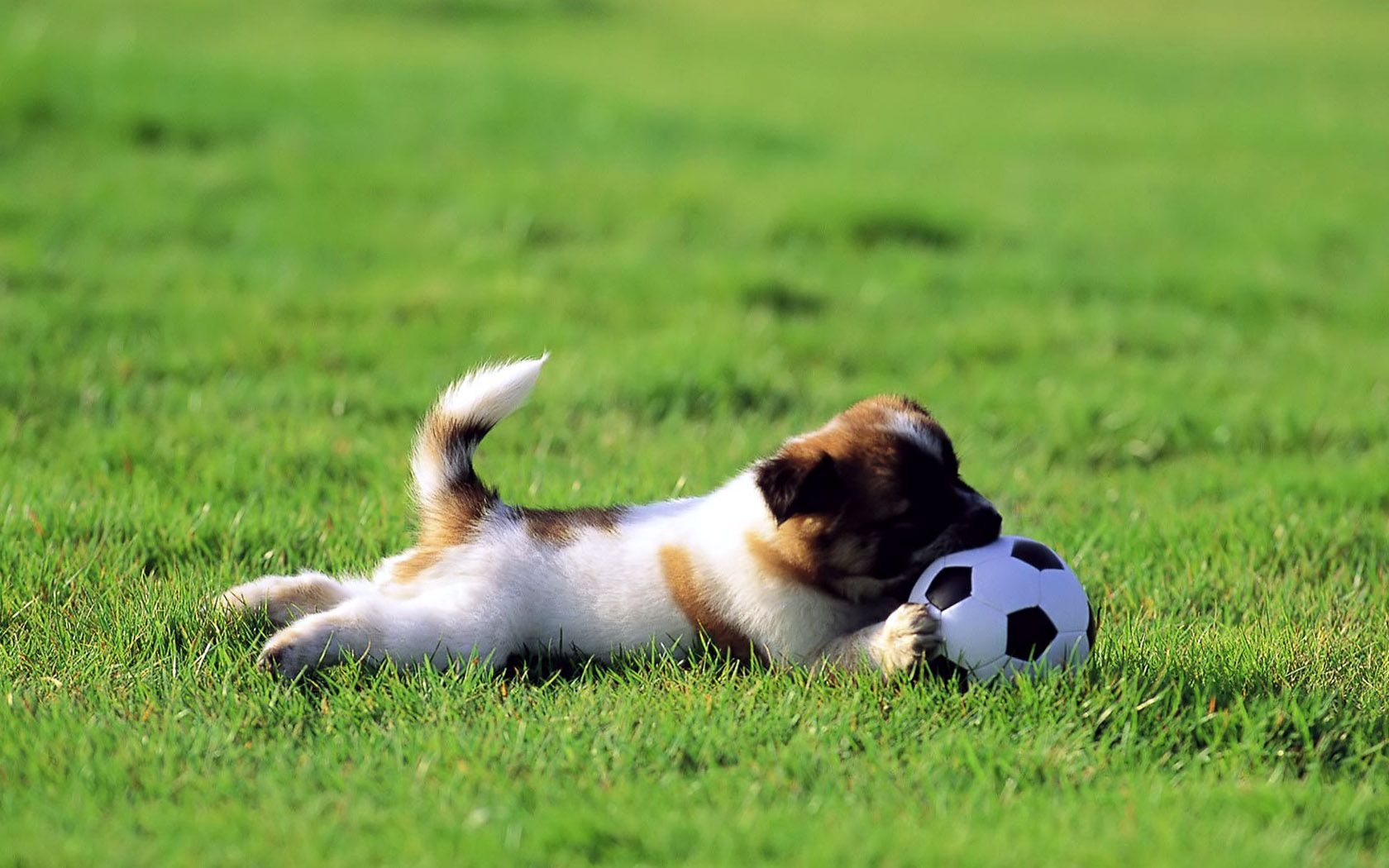 1680x1050 Cute Soccer Wallpaper Free Cute Soccer Background, Desktop