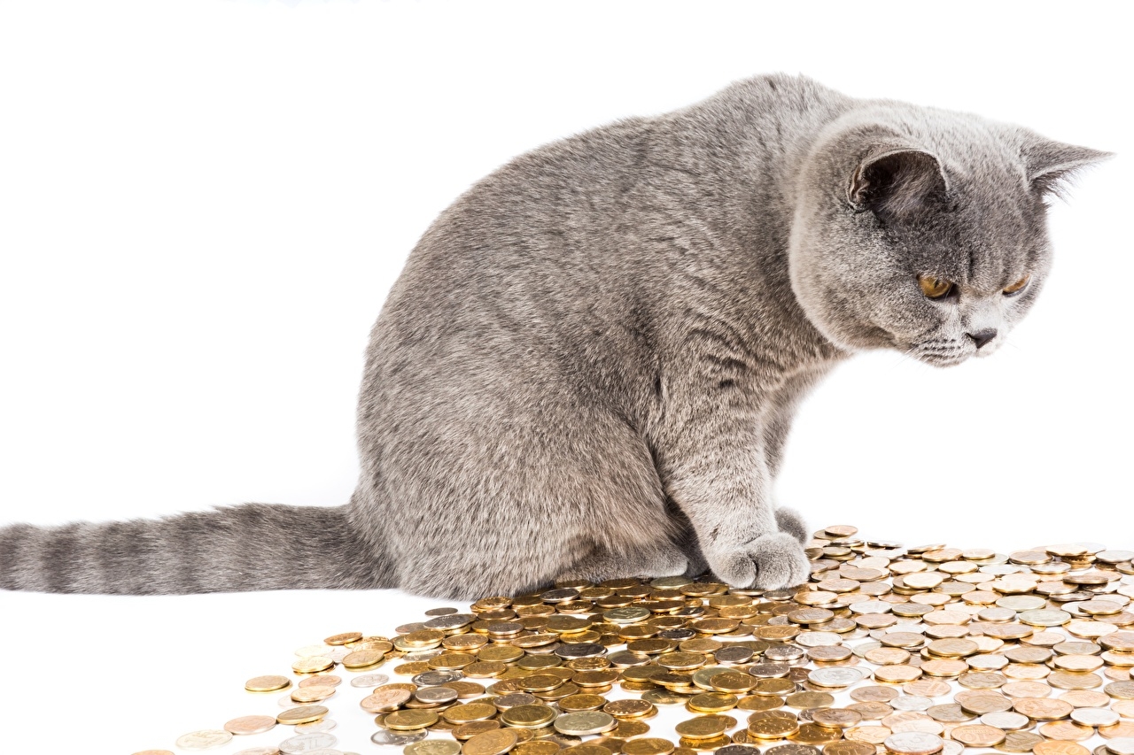 1280x860 Picture cat Coins Roubles Money animal Staring White background, Desktop