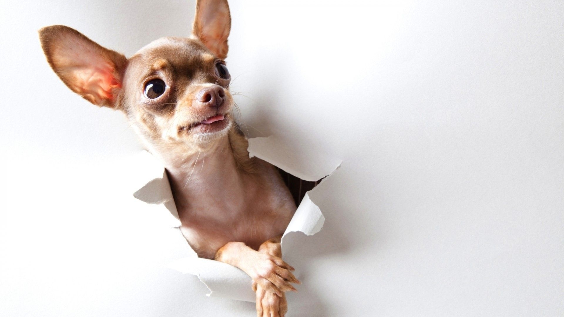 1920x1080 Chihuahua Dogs Wallpaper, Desktop