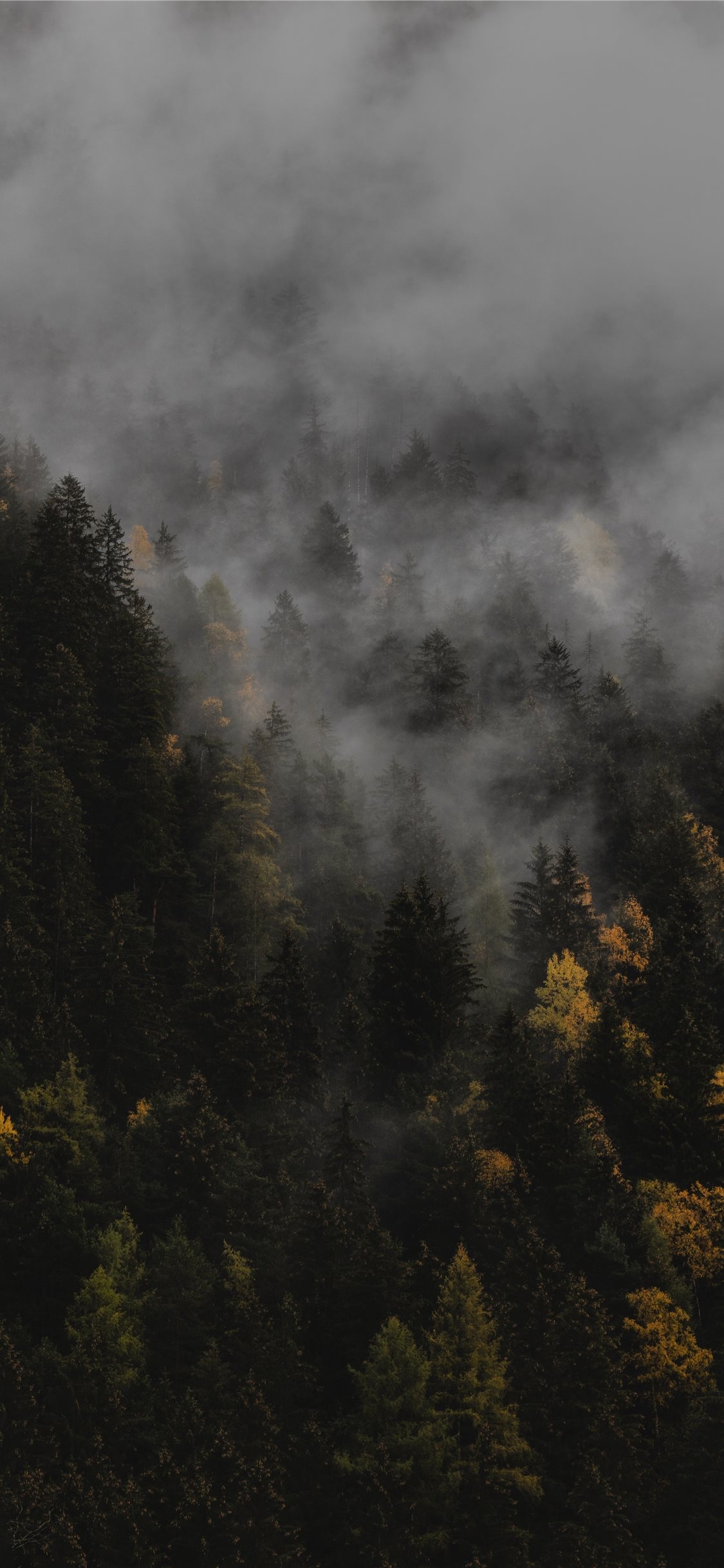 1130x2440 The autumn iPhone Wallpaper Free Download, Phone