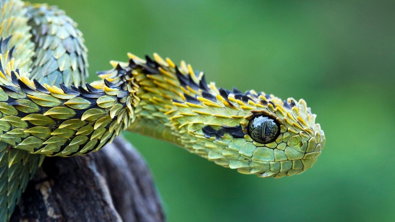 1370x770 Cute Snake Wallpaper, Desktop