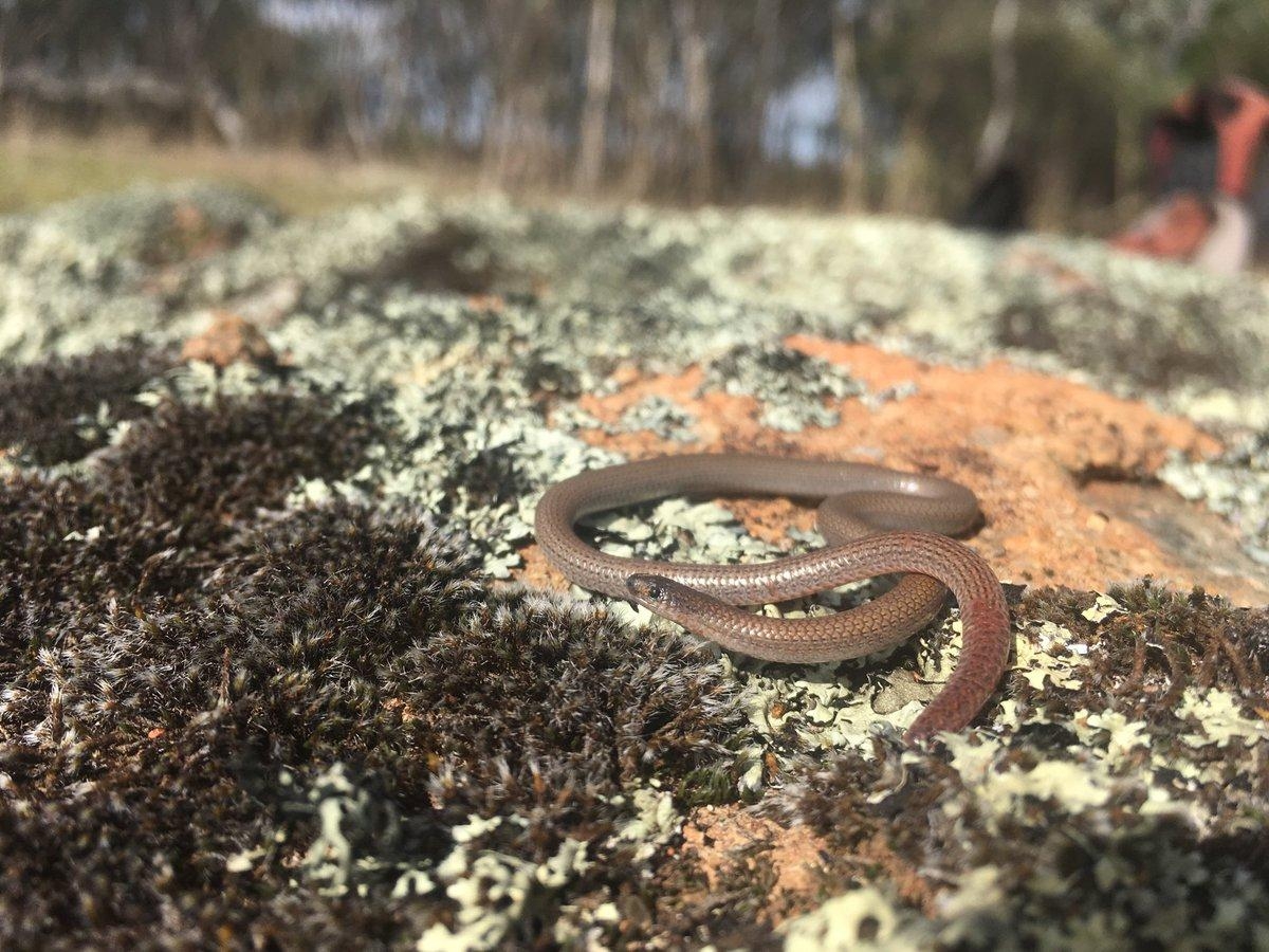 1200x900 Dave Smith Tailed Worm Lizards Are One, Desktop