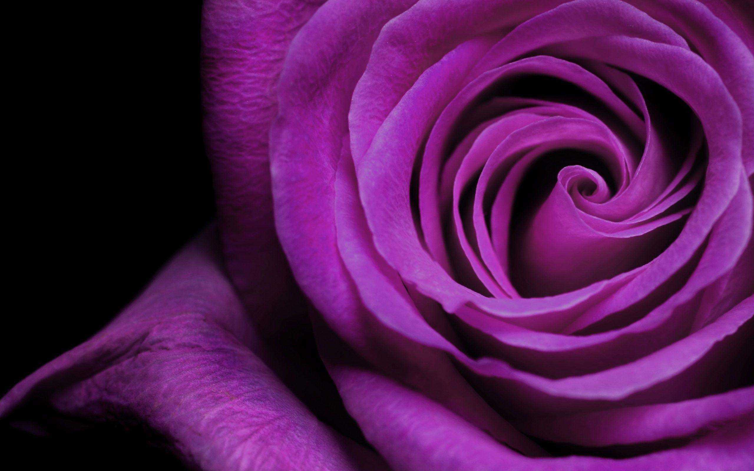 2560x1600 Rose Violet Wallpaper Widescreen 2 HD Wallpaper. Hdimges, Desktop