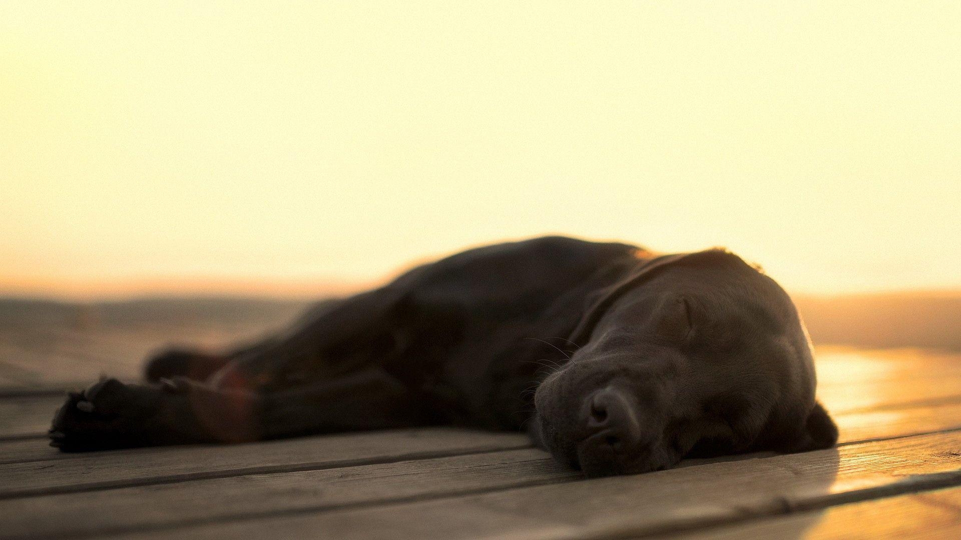 1920x1080 Full HD 1080p Labrador Wallpaper HD, Desktop Background, Desktop