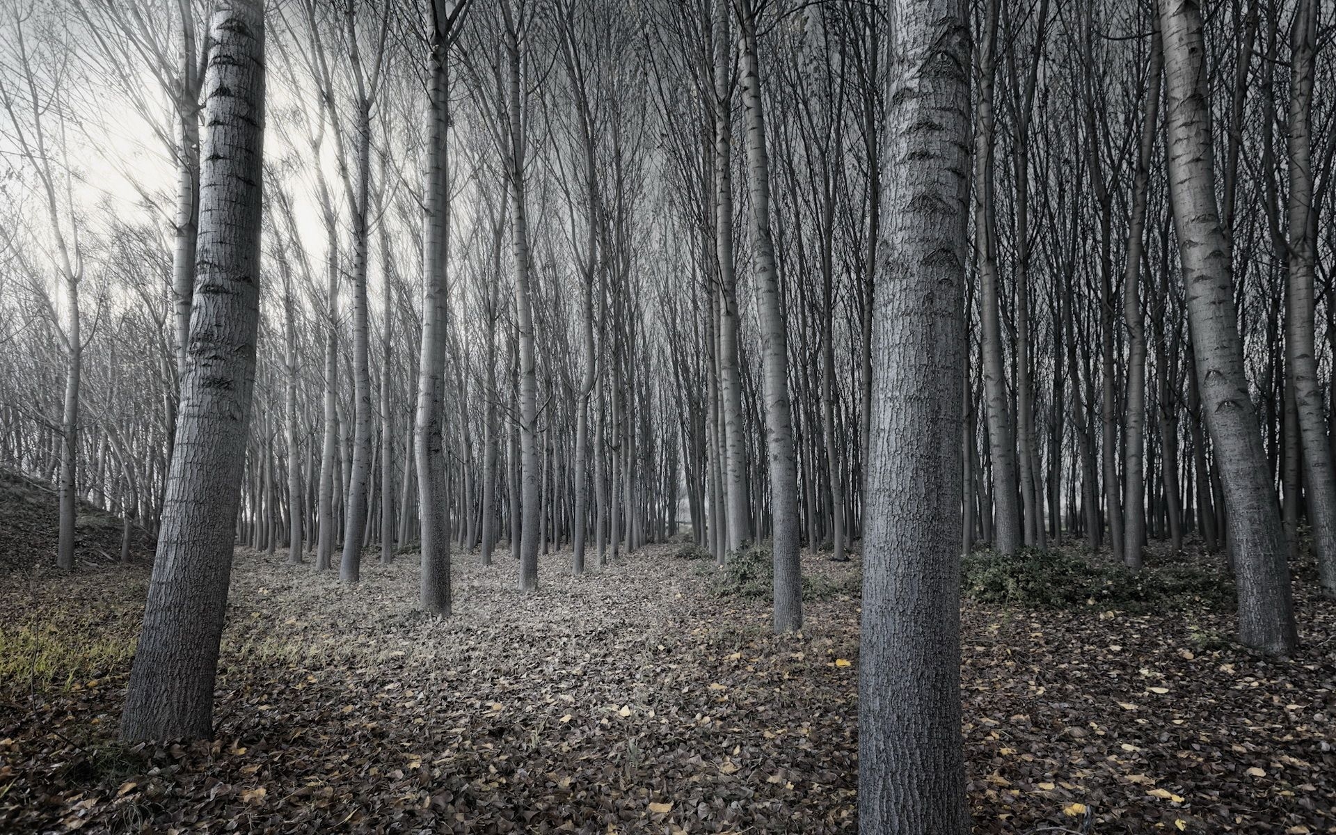 1920x1200 Black And White Tree Forest Wallpaper, Desktop