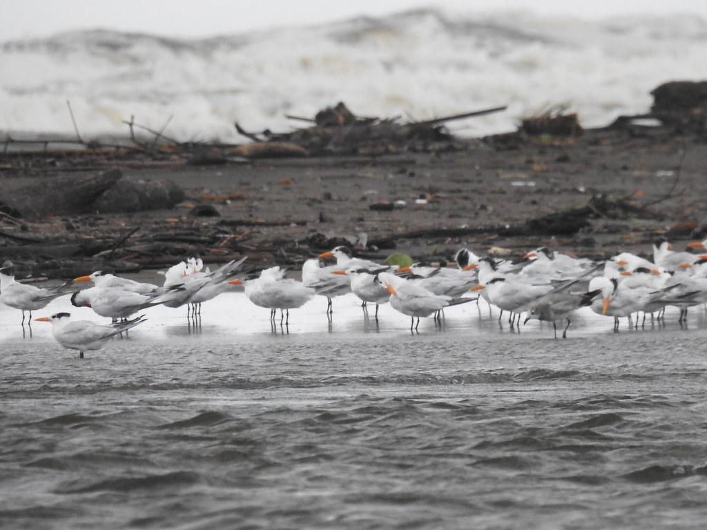 1030x770 Royal Terns (Thalasseus maximus). The royal tern (Thalasseu, Desktop