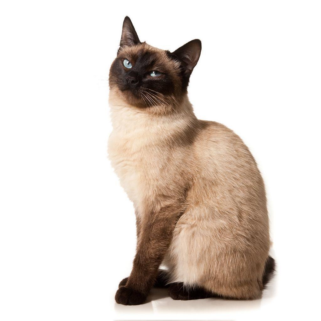 1030x1030 Cute Siamese Kittens Wallpaper. Cats Wallpaper HD, Phone