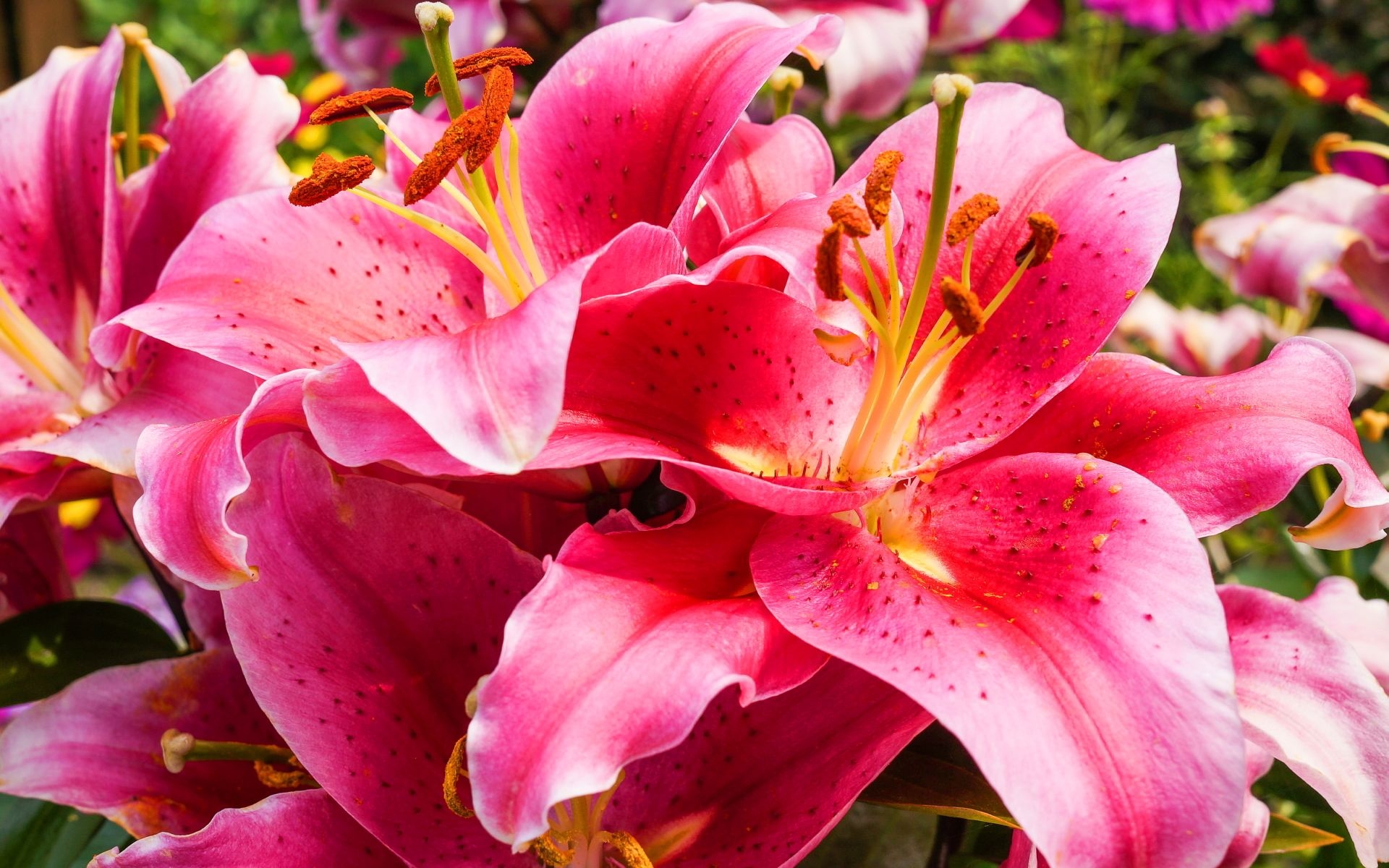 1920x1200 Free Lily Flower Wallpaper, Desktop