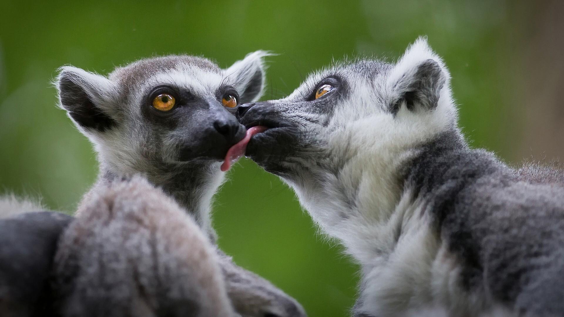 1920x1080 Cute Lemurs Kissing Wallpaper. Wallpaper Studio 10, Desktop