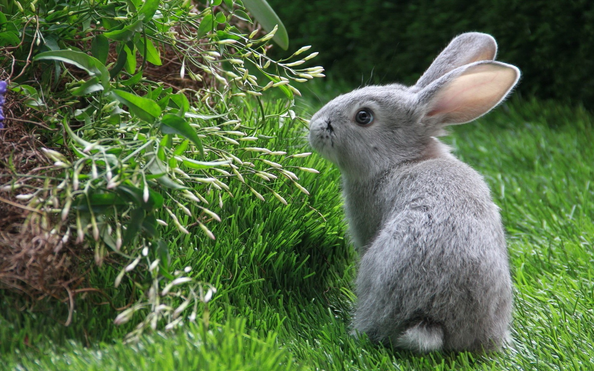 1920x1200 Free download Grey rabbit 1920 x 1200 Animals Photography MIRIADNACOM [] for your Desktop, Mobile & Tablet. Explore Rabbit Wallpaper. Bunny Wallpaper, Cute Bunny Wallpaper, Desktop