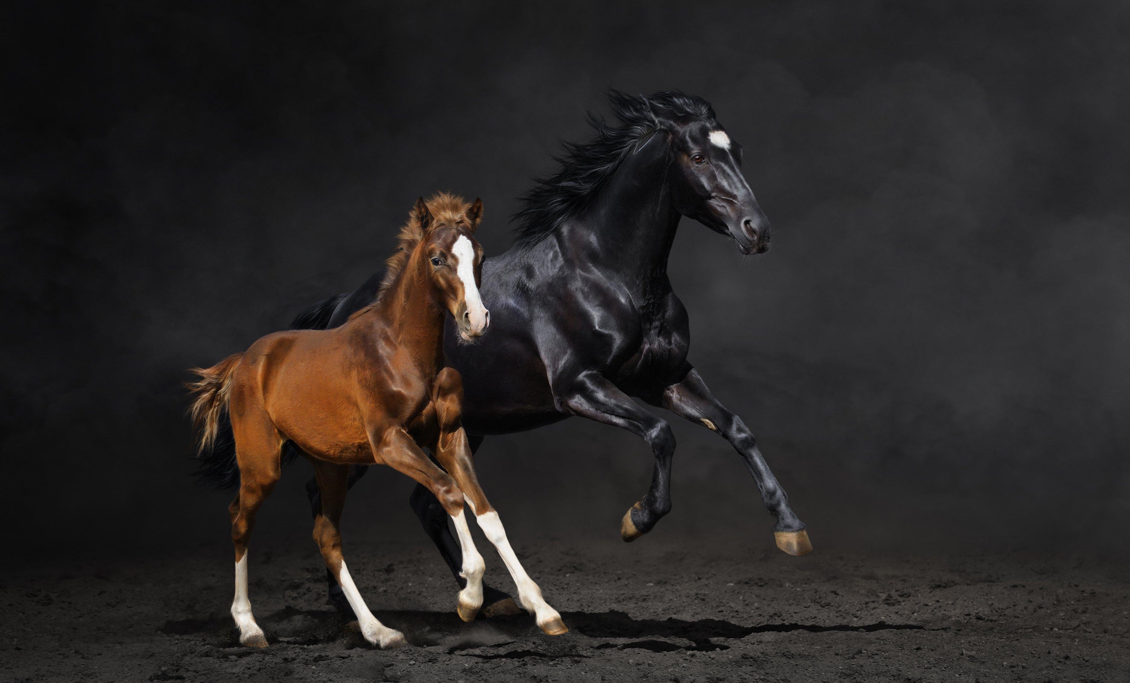 3590x2170 Couple foal horse horse running dust wallpaperx2170, Desktop