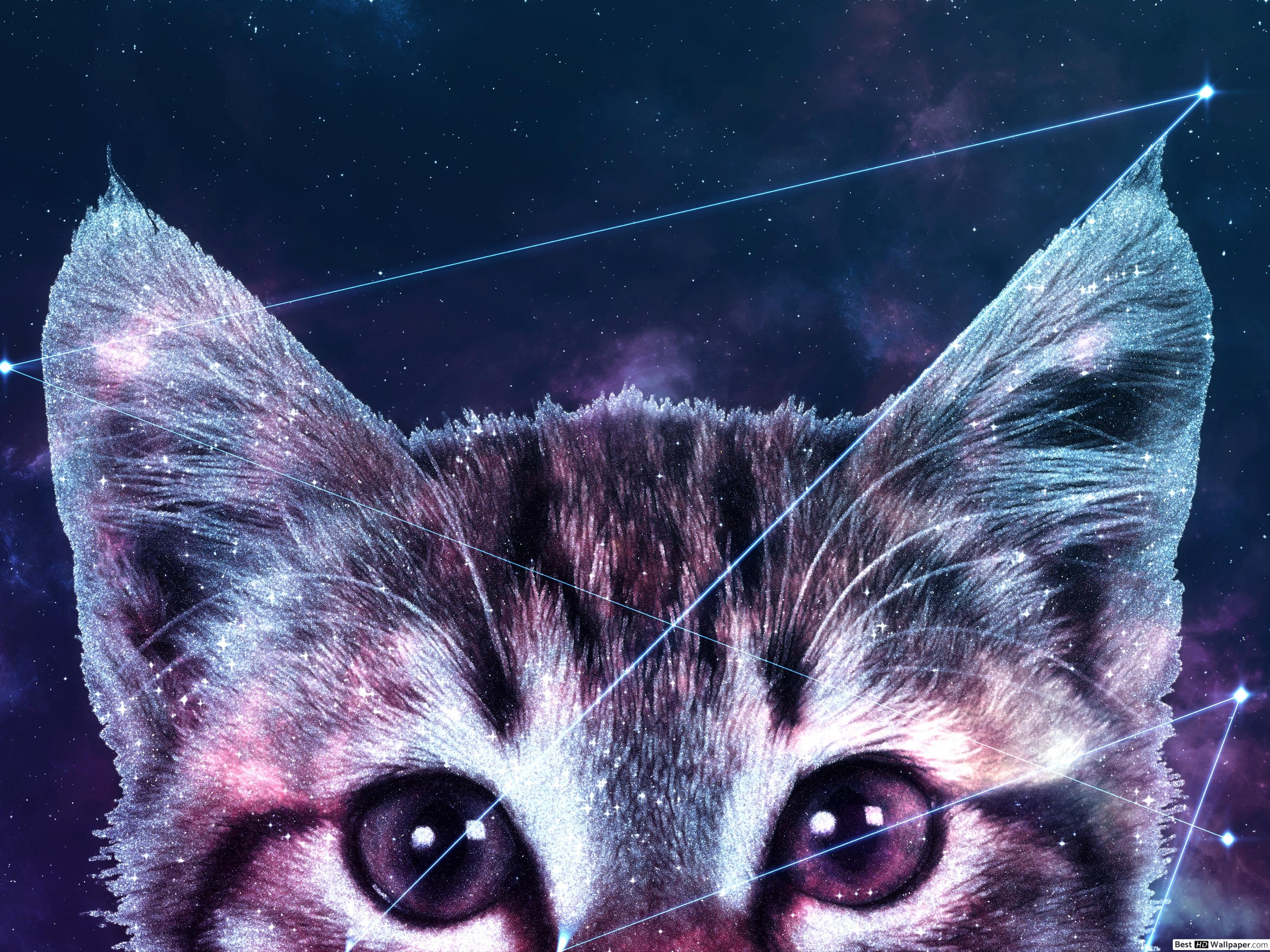 3200x2400 Galaxy Cat HD wallpaper download, Desktop