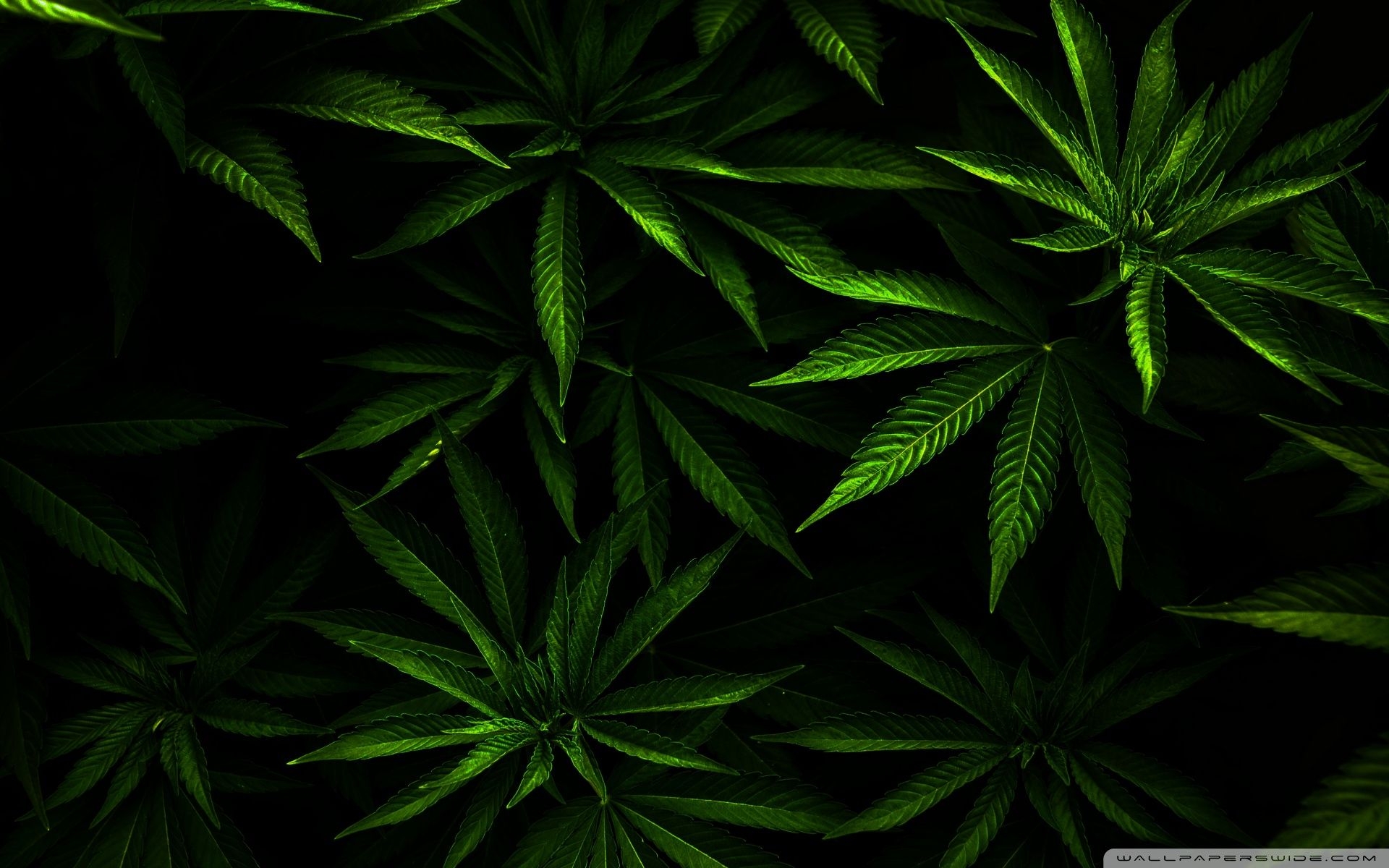 1920x1200 Weed Wallpaper for Desktop. Weed Girl Wallpaper, Popular Weed Wallpaper and Funny Weed Background, Desktop