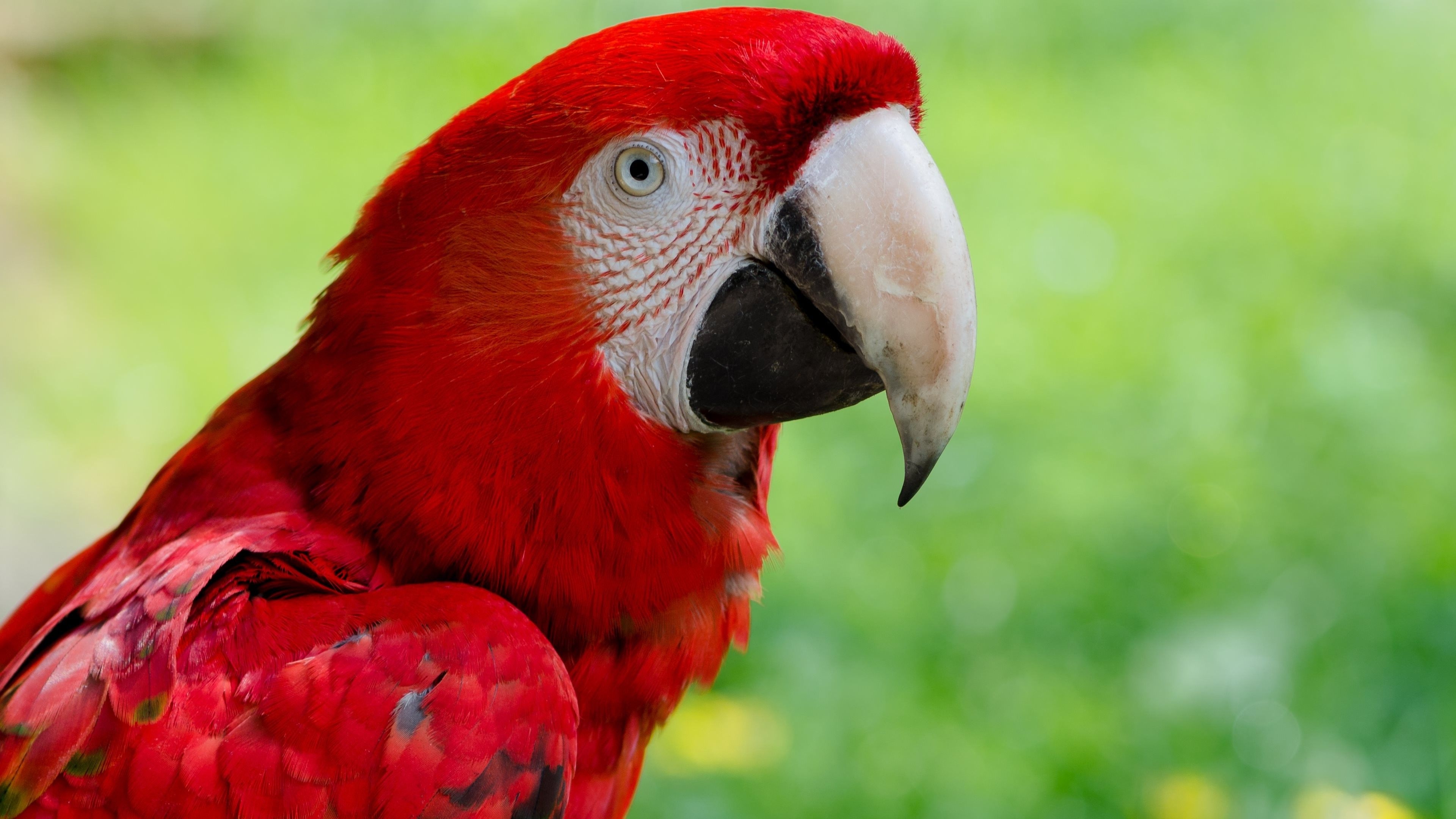 3840x2160 animals, Macaws, Nature, Closeup, Birds, Parrot Wallpaper HD, Desktop