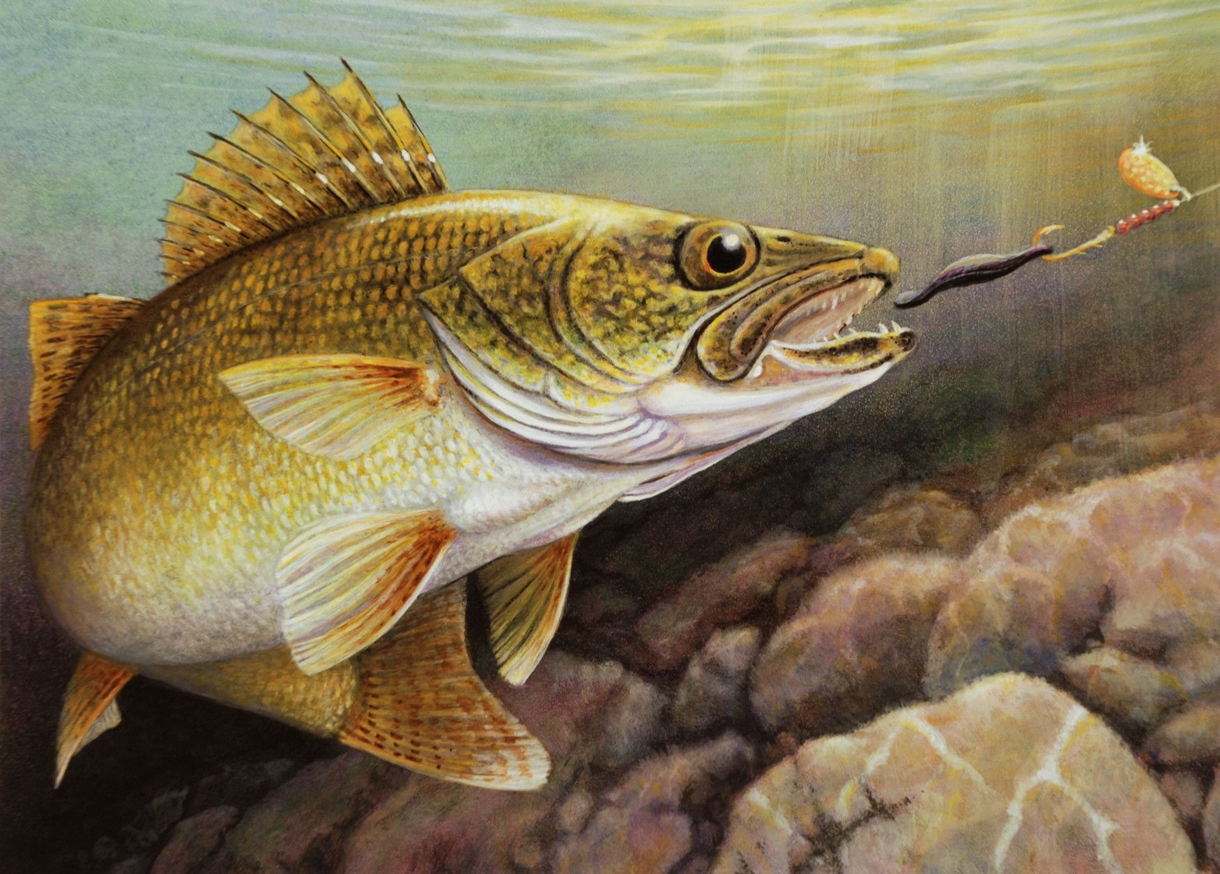 1750x1260 Walleye Wallpaper Gallery. Fish artwork, Fish art, Wildlife art, Desktop