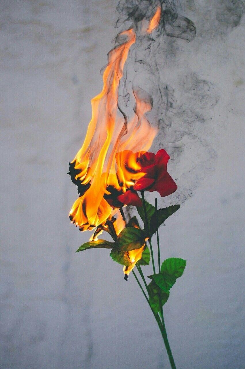 860x1280 Roses on fire. Aesthetic wallpaper, Art photography, Cute wallpaper, Phone